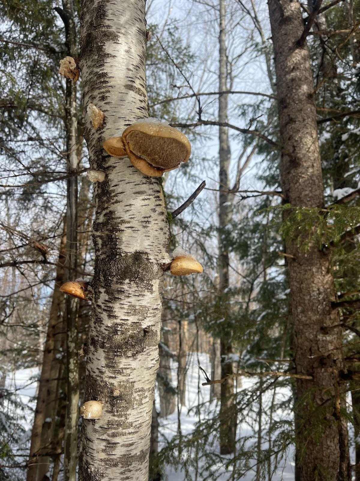 Learning Interdependence