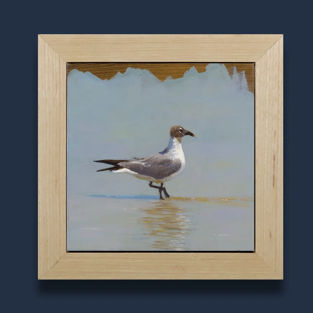 #15 The Laughing Gull (St. Augustine)
5x5" - oil on panel - Click Image to Purchase
