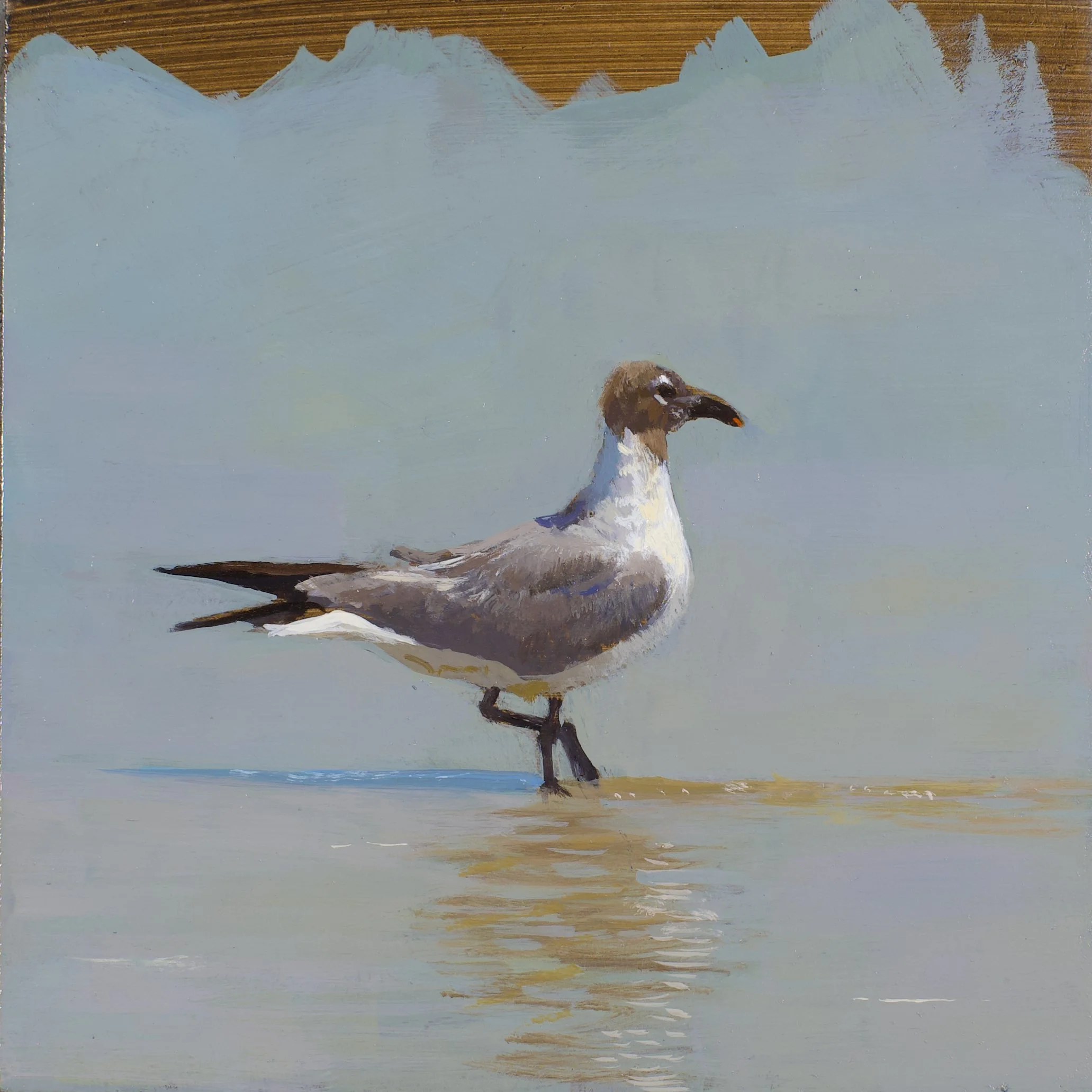 Laughing Gull.jpeg