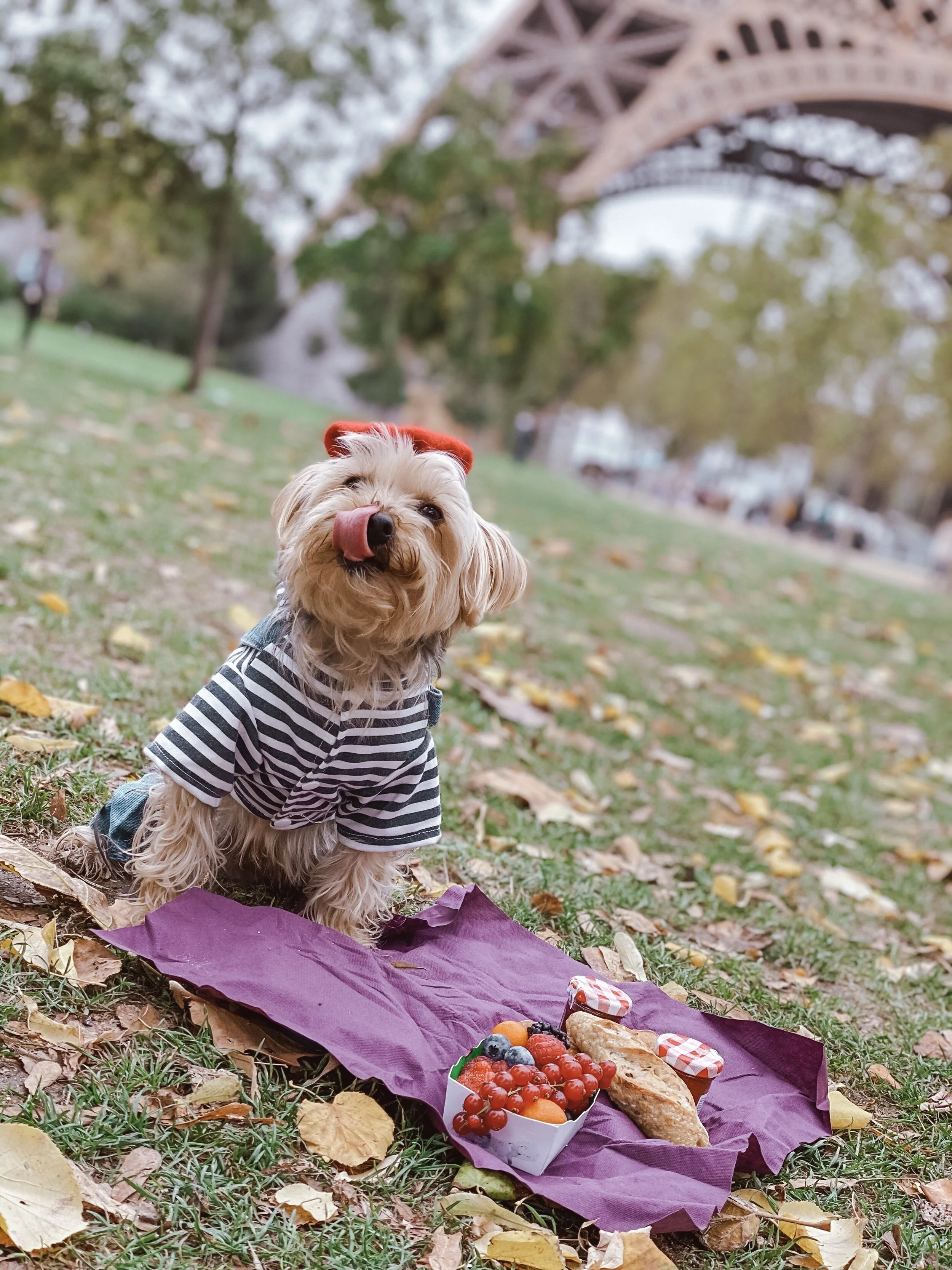 How-to Travel Overseas with Your Pet