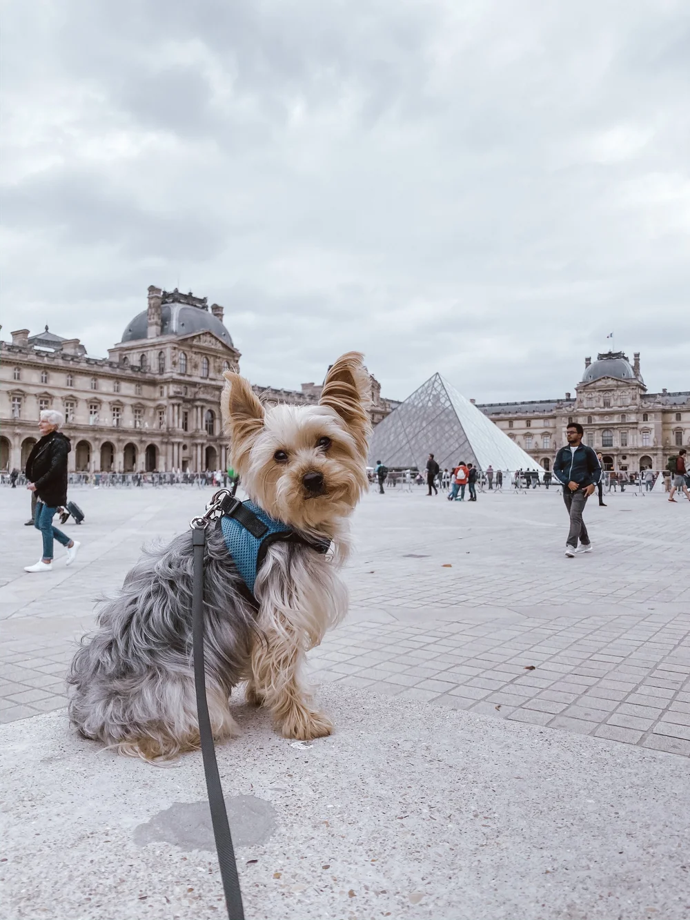 How Do I Travel Internationally With My Dog