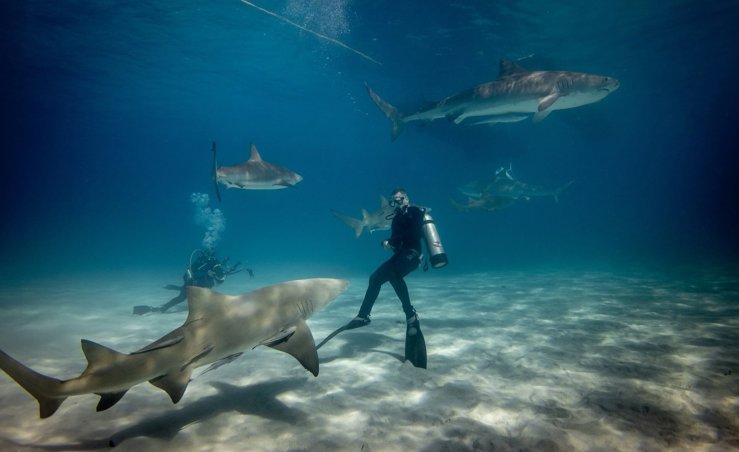 Dive Into Shark Awareness Day: Sensory-Friendly Activities and Books