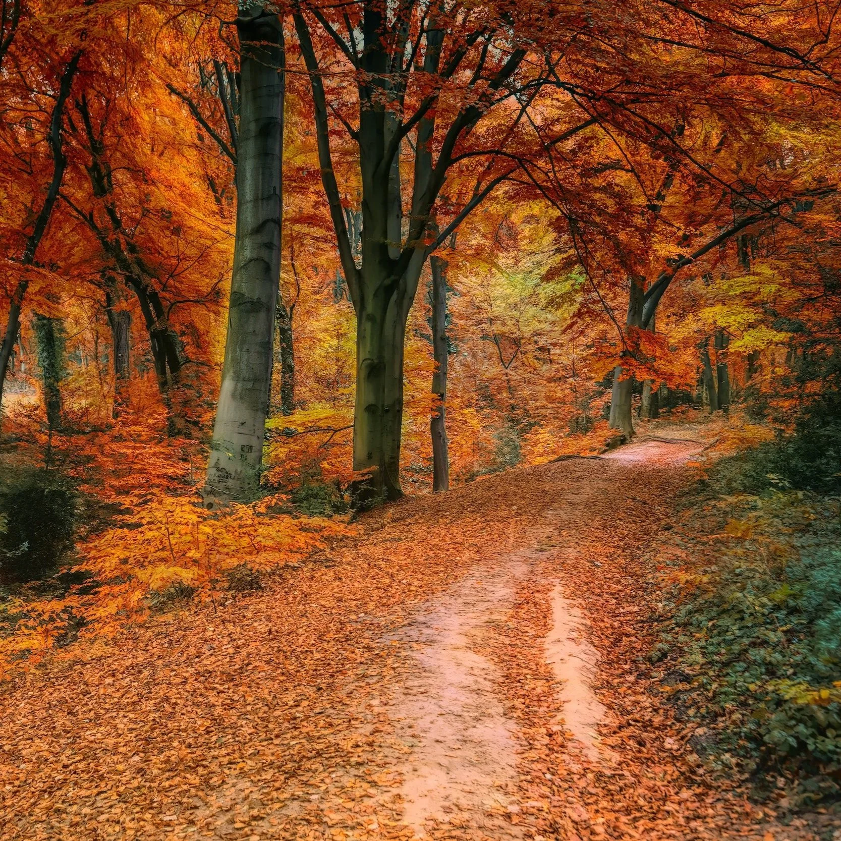 Fall Foliage Driving Tour in Metro Detroit