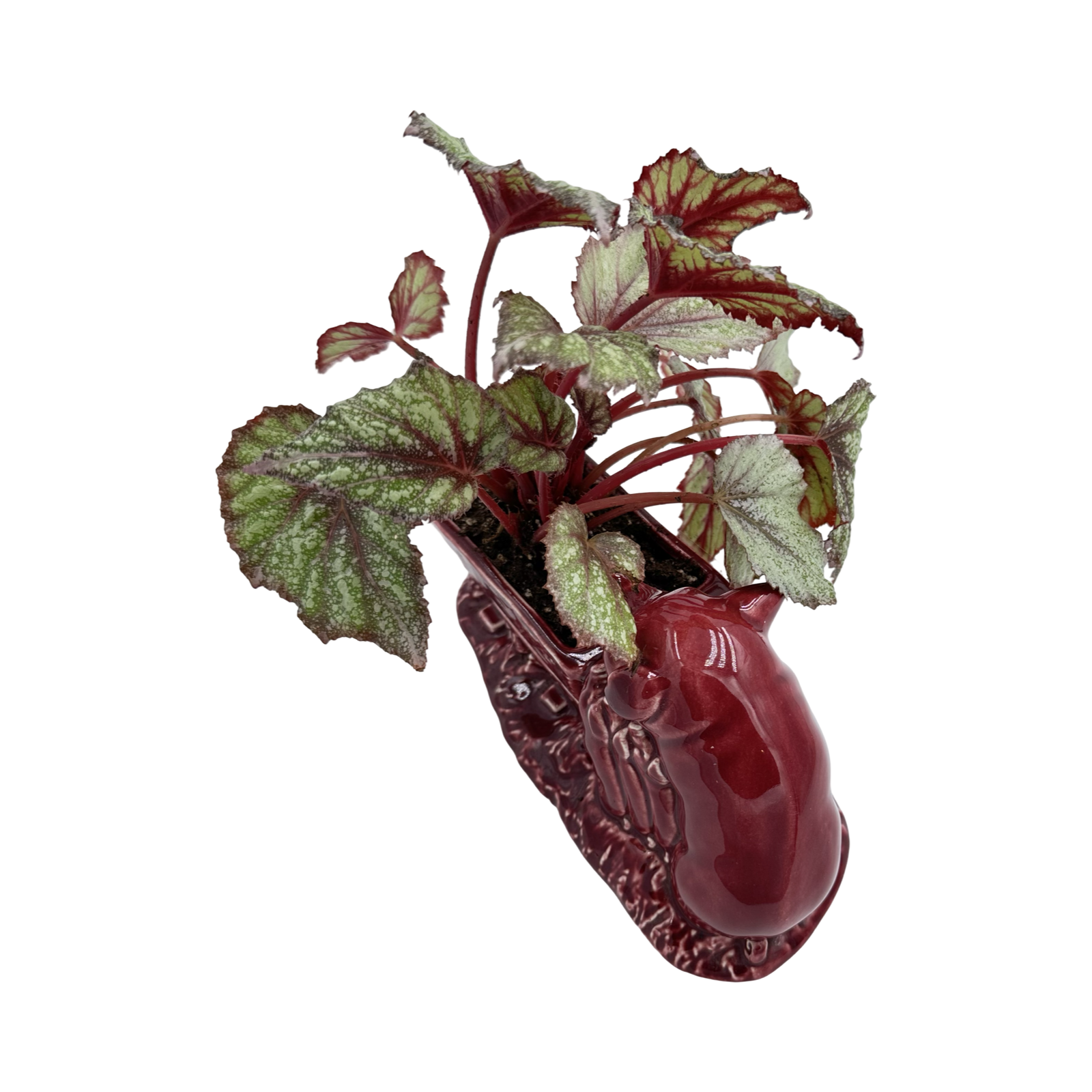 72201F05-9FC5-4CC1-A1AA-78A43F1BC4F3.png