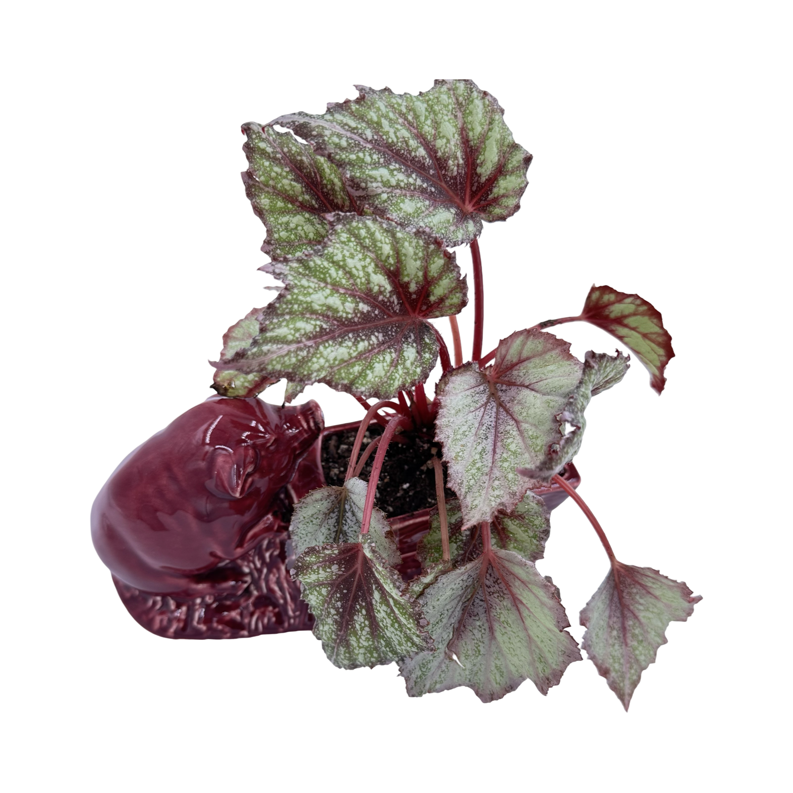 63B045BD-C15B-4C85-84E3-35BF1100A65C.png