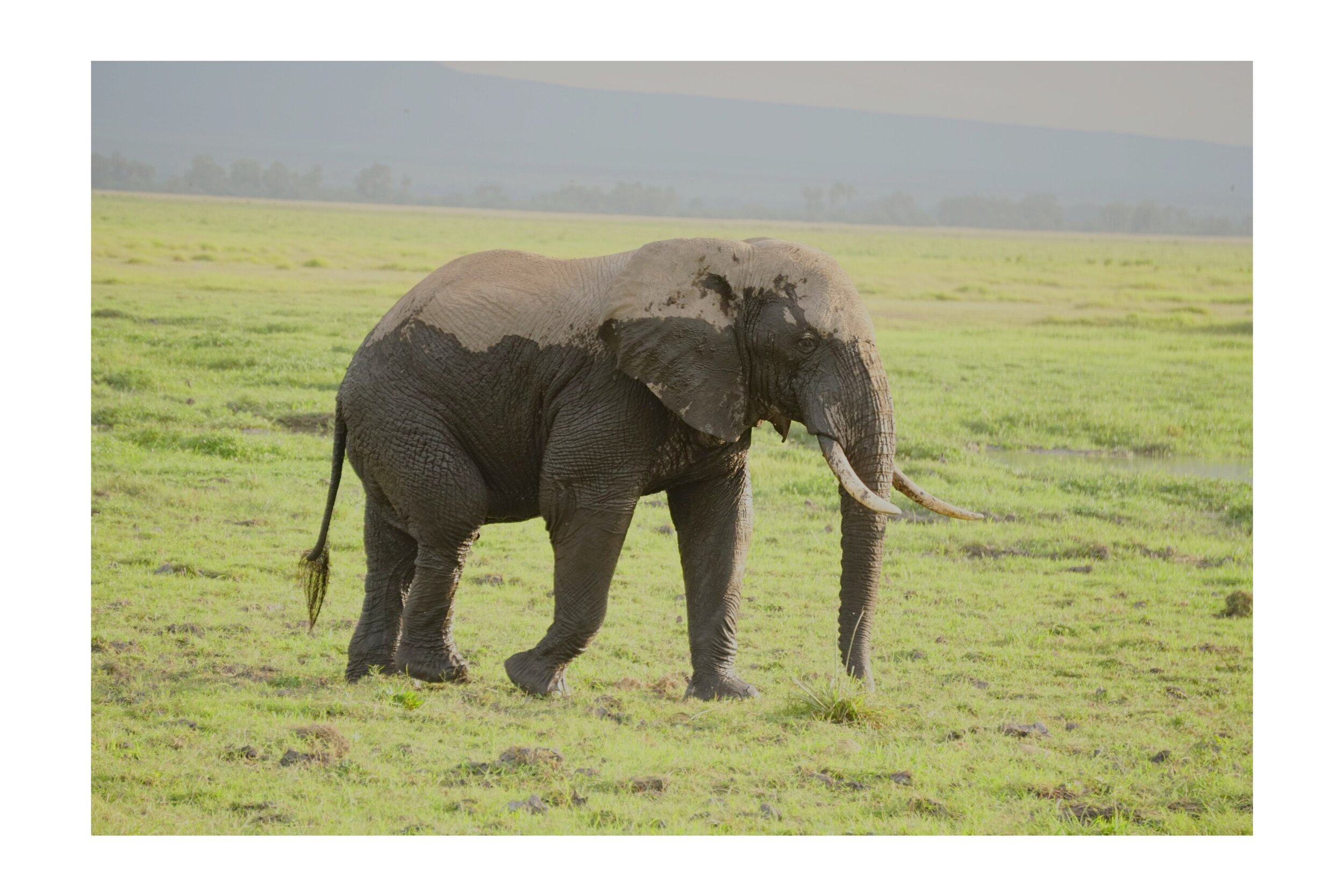 Elephant