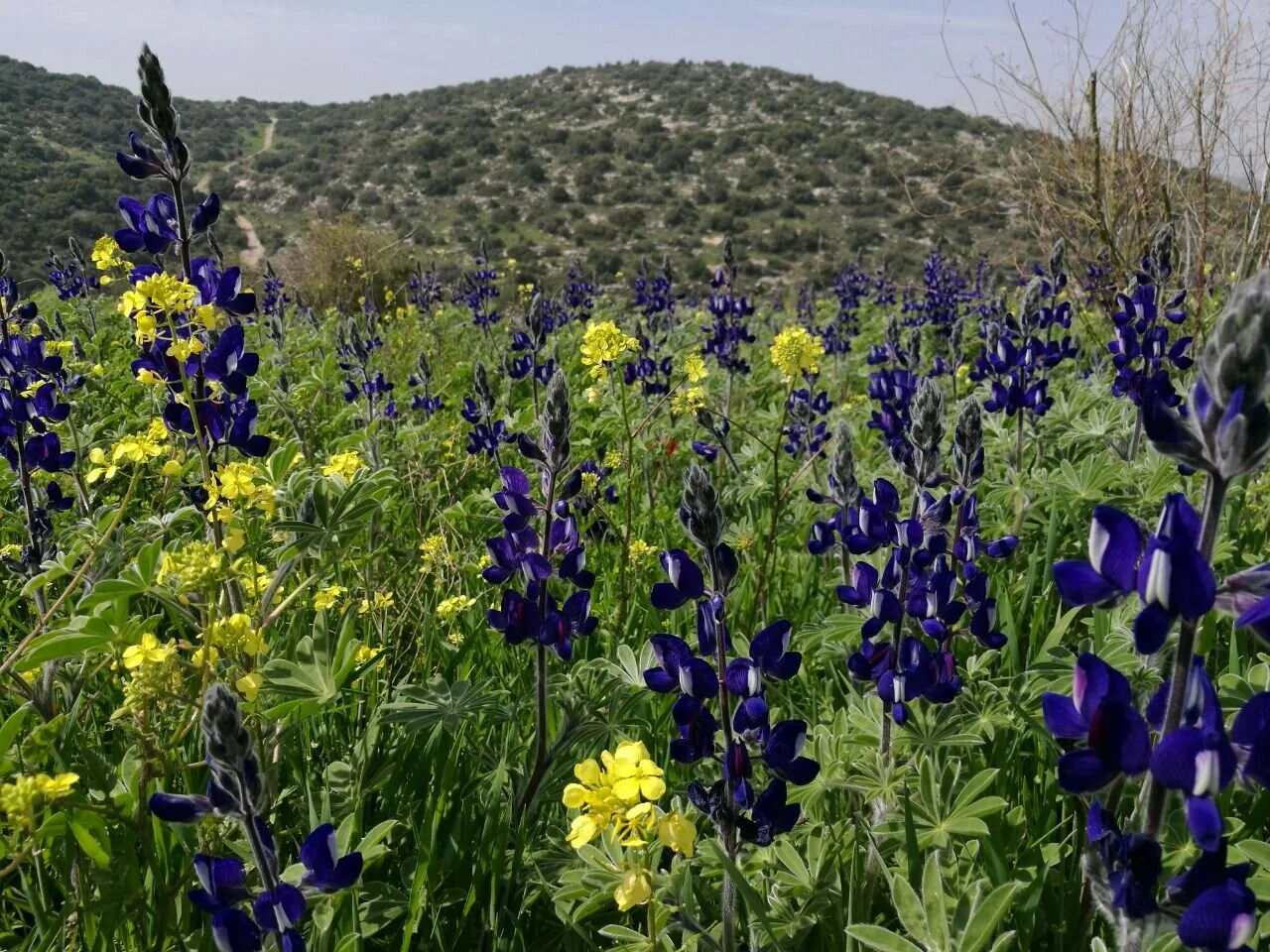 Blue Lupin