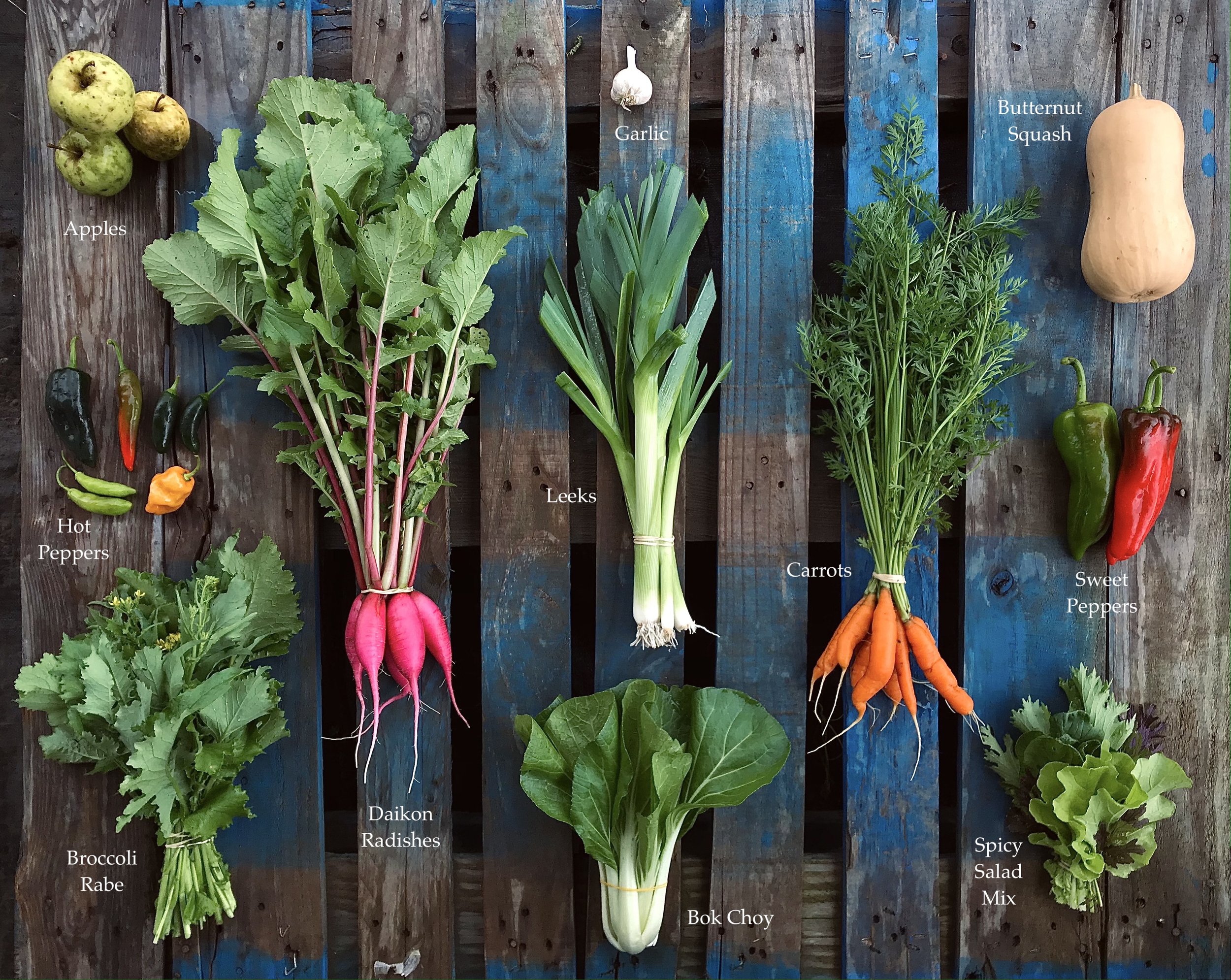 2021 CSA Week 17.JPG