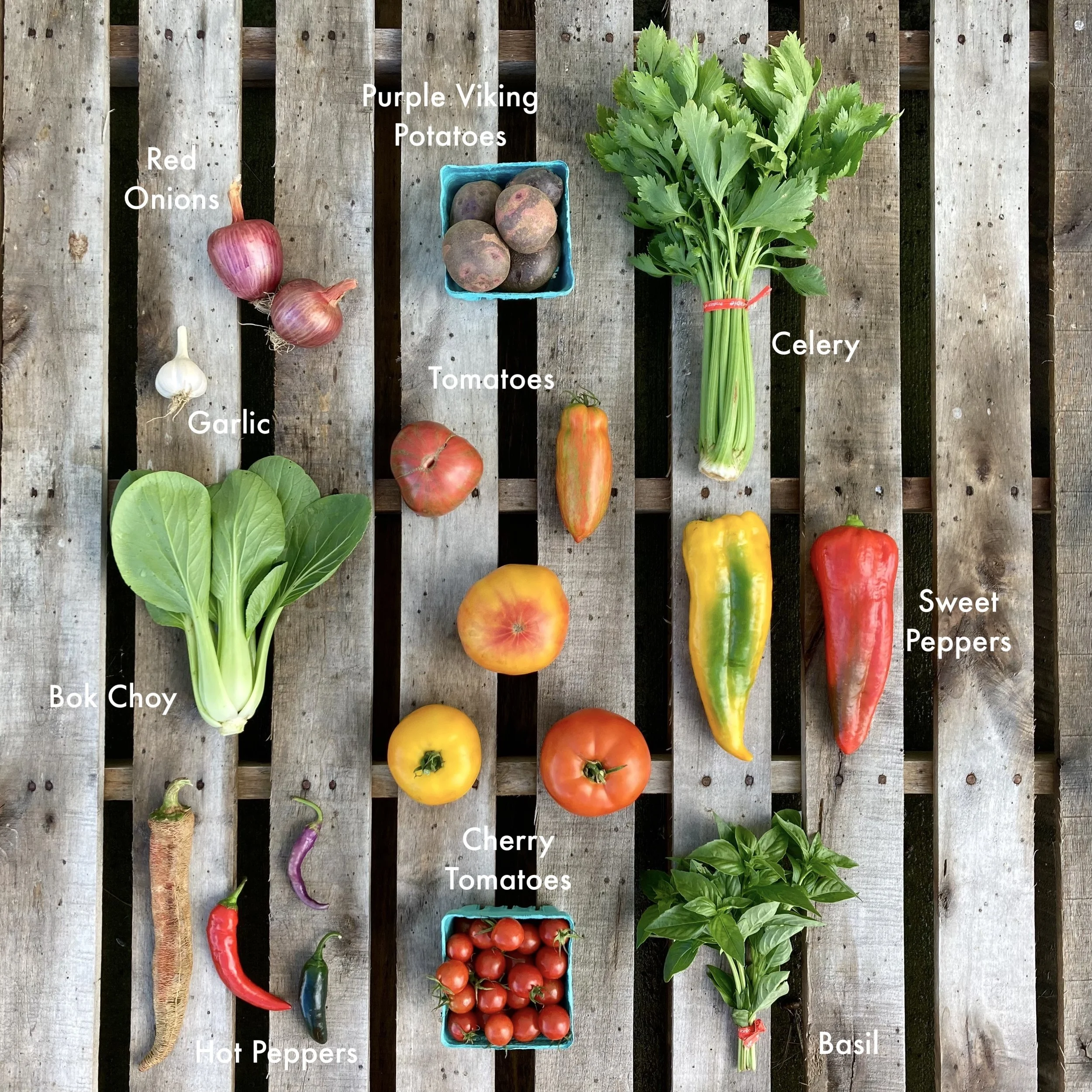 2022 CSA Week 13.JPG