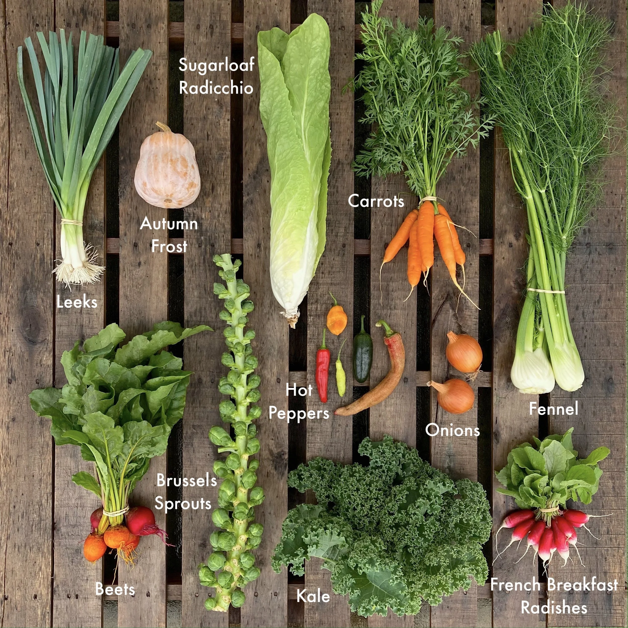 2022 CSA Week 18.JPG