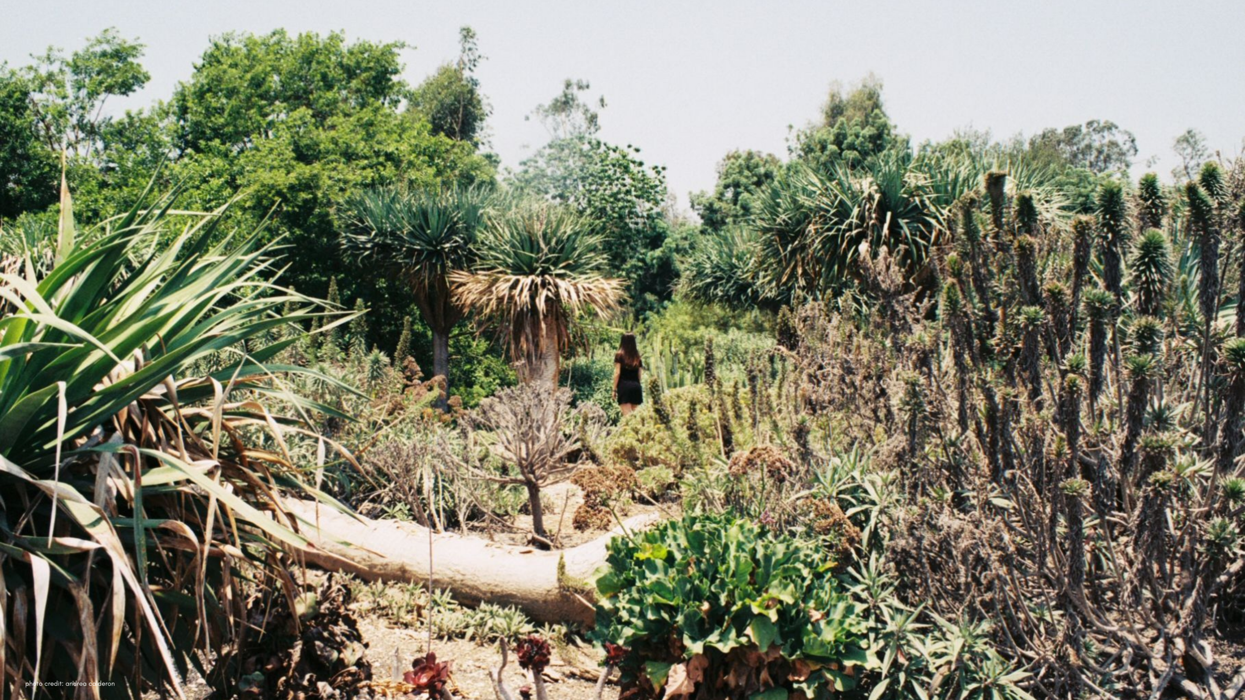 photo credit_ andrea calderon (2).png