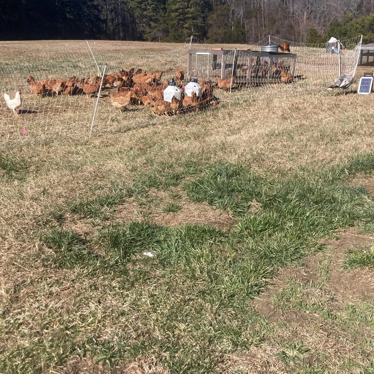 Last rotation for *2025* meat birds&hellip; these Freedom Rangers were raised through late fall as an attempt to keep the winter market freezers full. Hoping we can process them in late January. Spring meat bird chicks arrive late next week. All weat