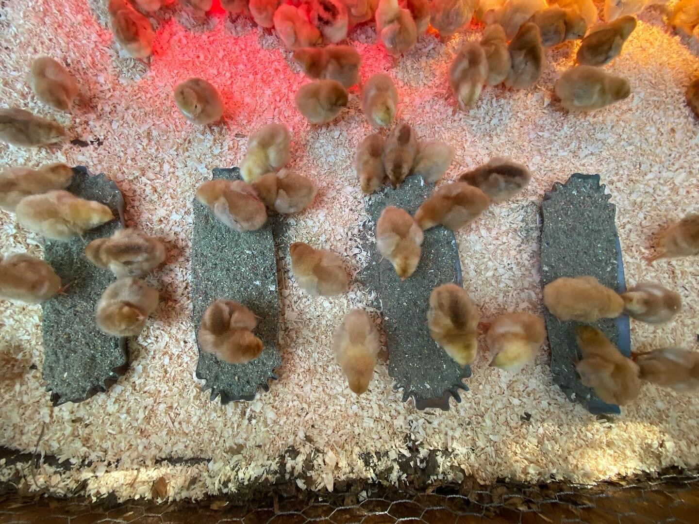 100 Freedom Rangers ready for a brooder party.