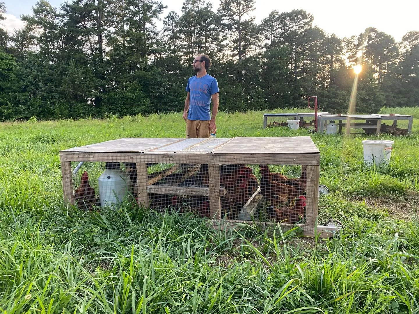 Our last batch of pasture raised, freedom ranger meat birds are being processed early next week. Reach out with any special cuts or preorders. Popular cuts will most likely be out of stock by August. Our next batch will not be slaughtered until Octob