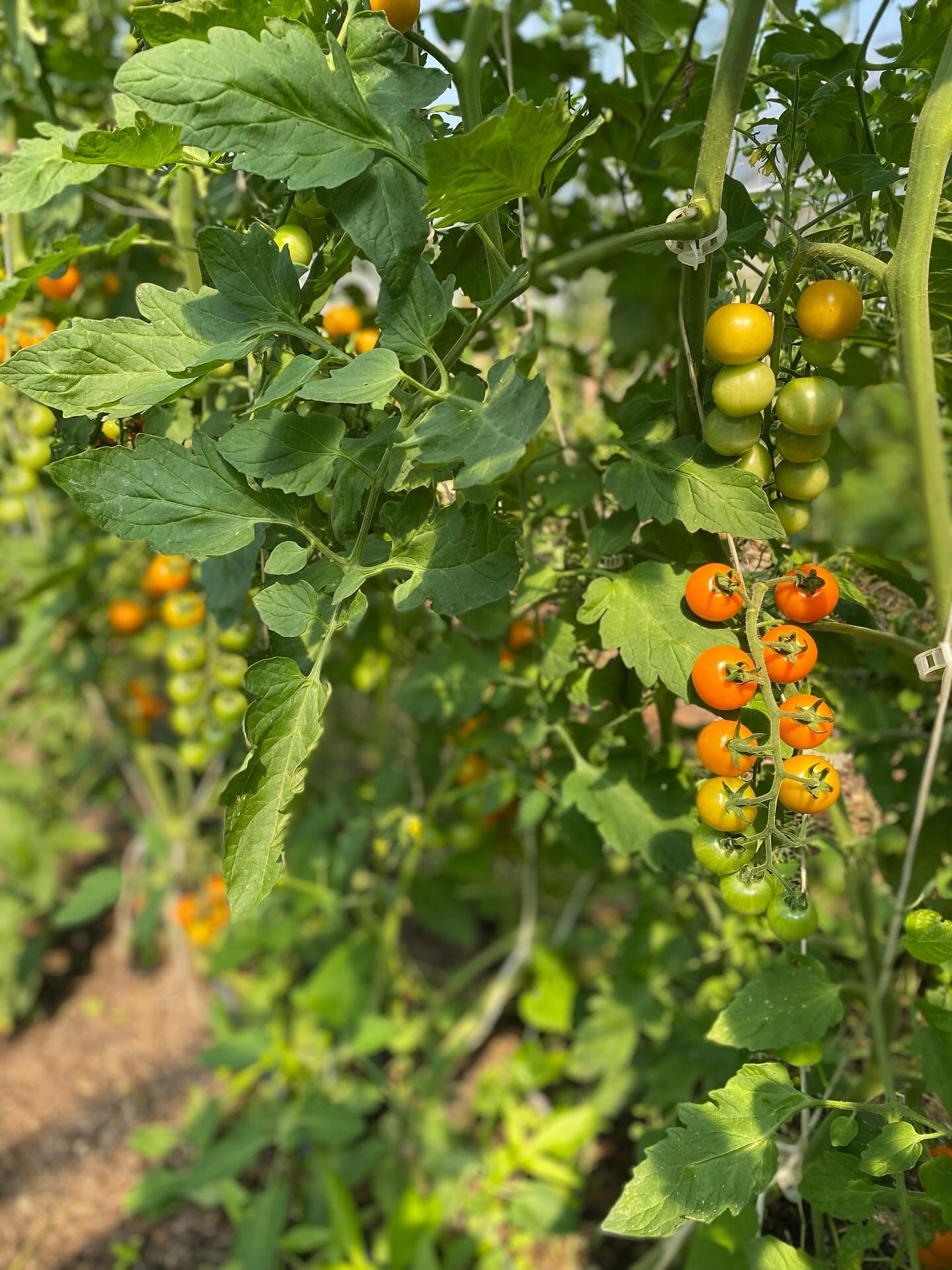 Tomatoes, potatoes, and a new logo for the trailer.  I&rsquo;m sure all farmers wish for the gift of time during the summer season.