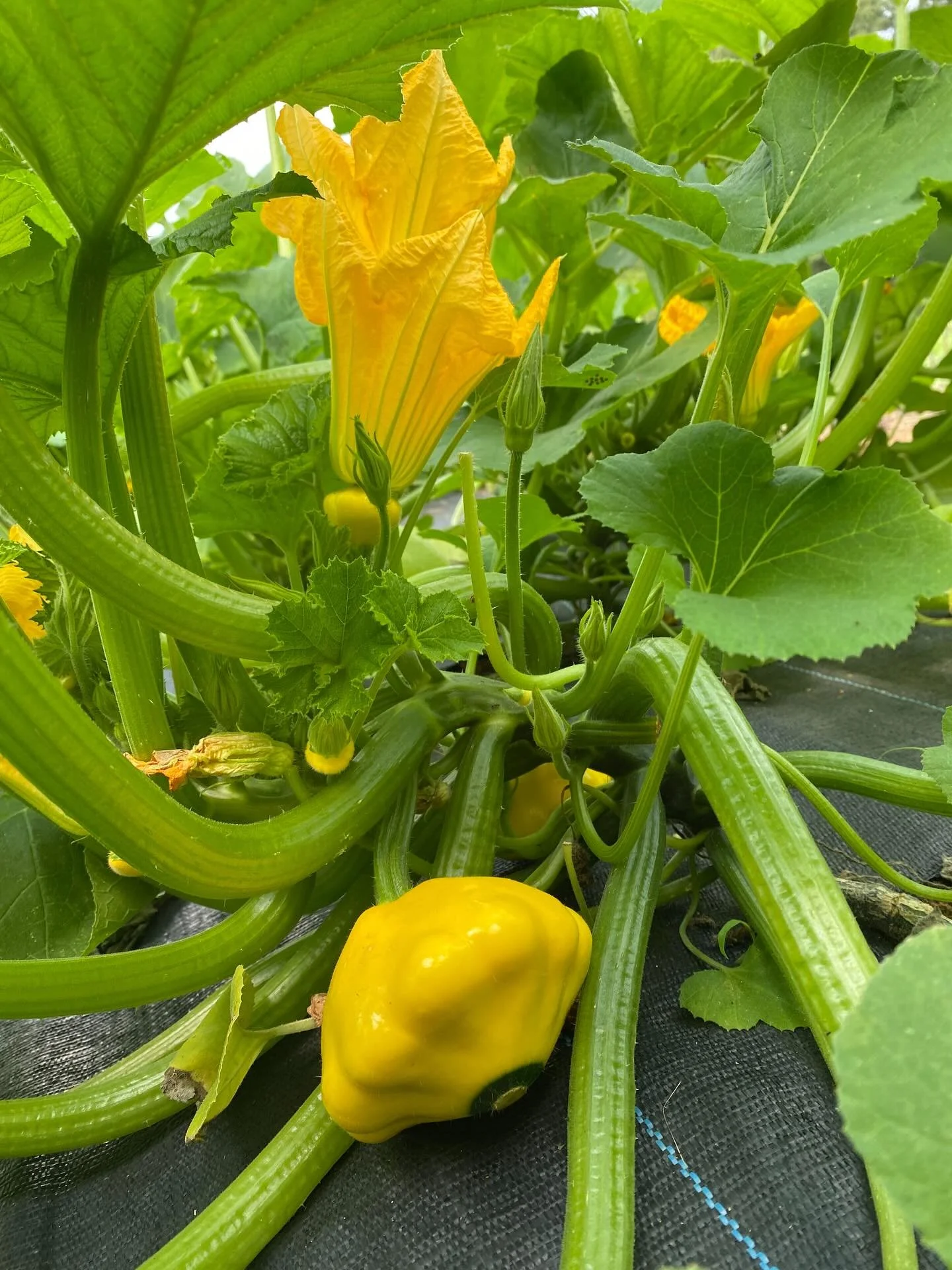 Patty pan squash tastes just as delicious as crook neck squash but adds a touch of elegance with its scalloped edges.