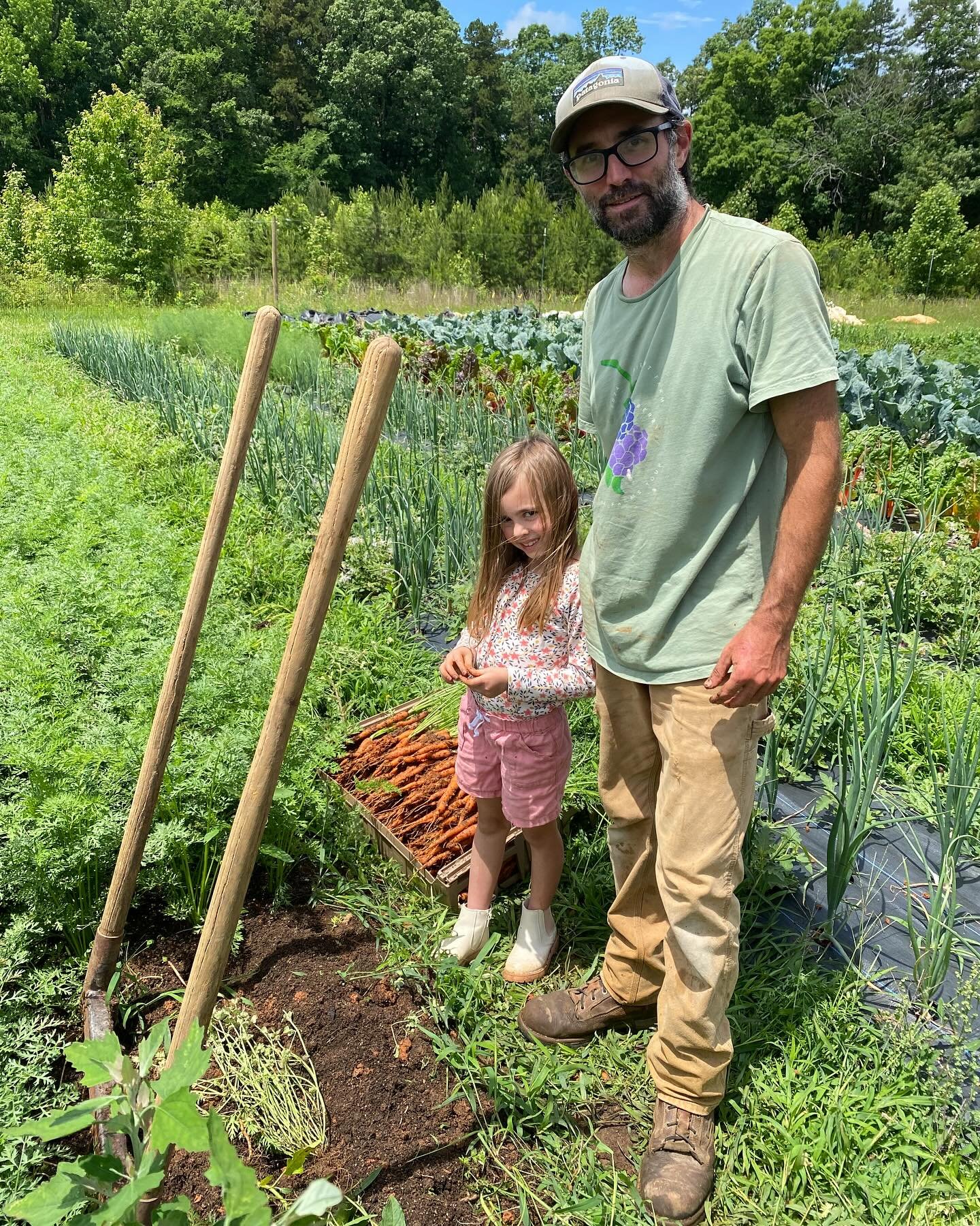 Spring carrots heading to market tomorrow. Lilly never minds digging up these treasures.