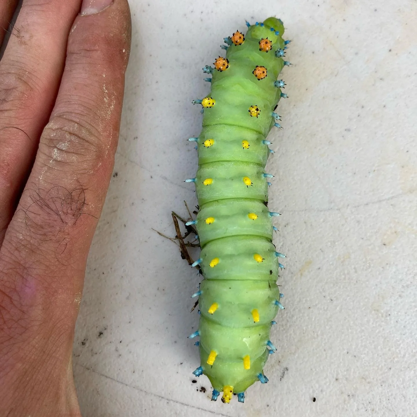 Noticed a cecropia moth caterpillar wandering around this week. We placed it on one of our red maple trees and it already made a cocoon to overwinter until next spring. They are the largest moth in this area. Yes, it&rsquo;s fucking huge.