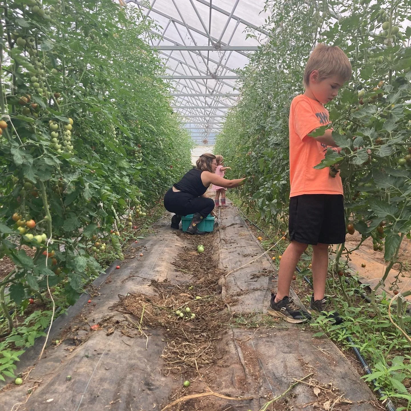 Katie and the kids helping harvest cherry tomato mix from the towering and trellised walls of plants. #organic #soilgrown