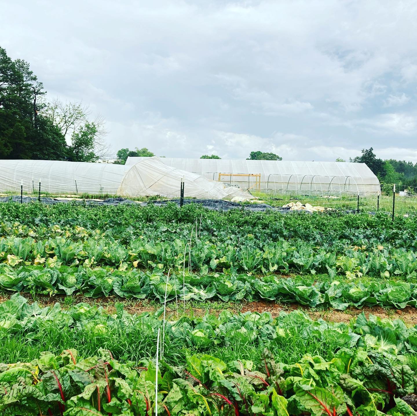 I hate spring storms. Tunnel 2 gone, hail shredded tender greens and strawberries. And it tossed my kids&rsquo; play set just for spite, right?