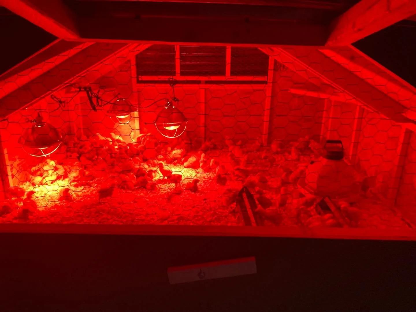 Whew! Long day of finishing the new, exquisite brooder for the 2 week old chicks. Here they&rsquo;re having an infrared sauna party 🎉
The newer chicks are in the other brooder. And the new layers come next week?! 600 baby chicks in a month&rsquo;s t