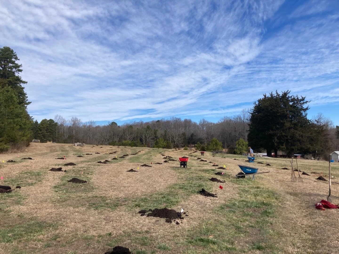 In between the wet weather systems these last several weeks, we were able to take advantage of a couple of dry and sunny days to install a large portion of the multi-species orchard during the first phase: apples, dessert pears, pawpaws, Asian persim