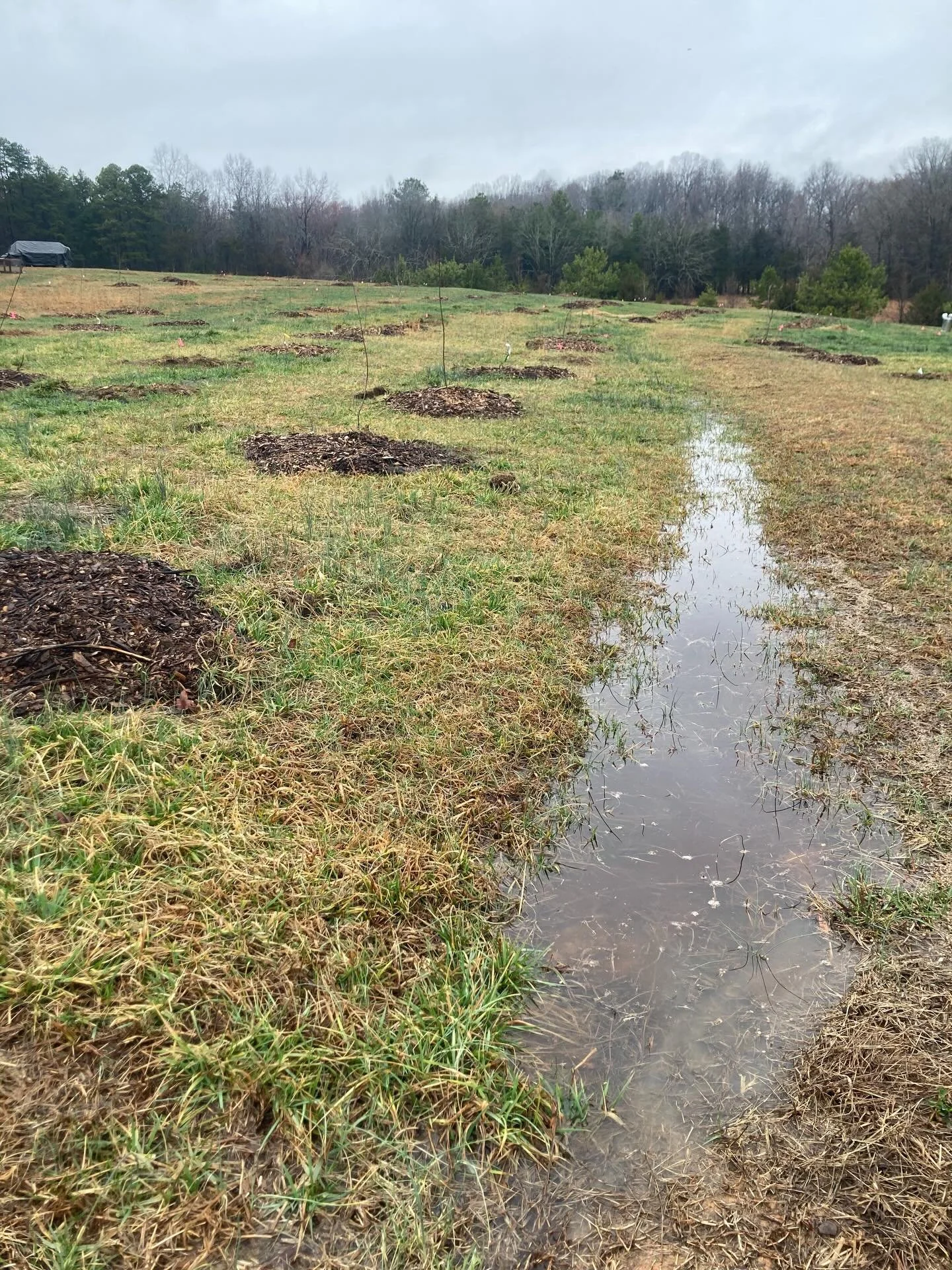 Really great to see these swales in the new orchard slow down and collect rainwater over these last few weeks. As the water sits and gradually permeates the soil, it will stay in the soil longer during droughts and help recharge the veins under the b