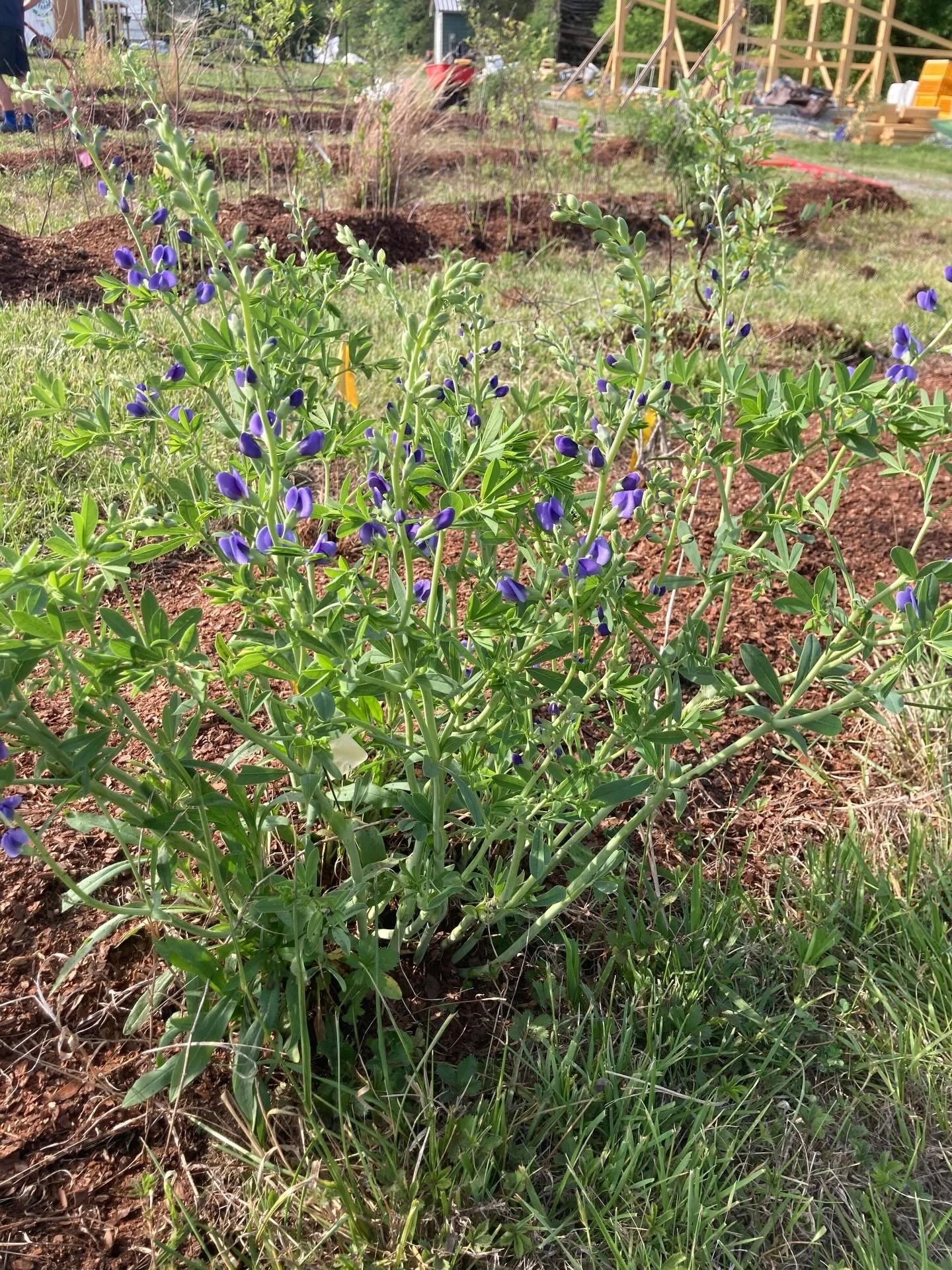 Farmers, name this plant! Baptisia is one of those perennial flowers I admire as it begins to tower. It&rsquo;s a hardy native, nitrogen-fixer that we intentionally plant with our blueberries and will do with our other perennial fruiting canes, bushe