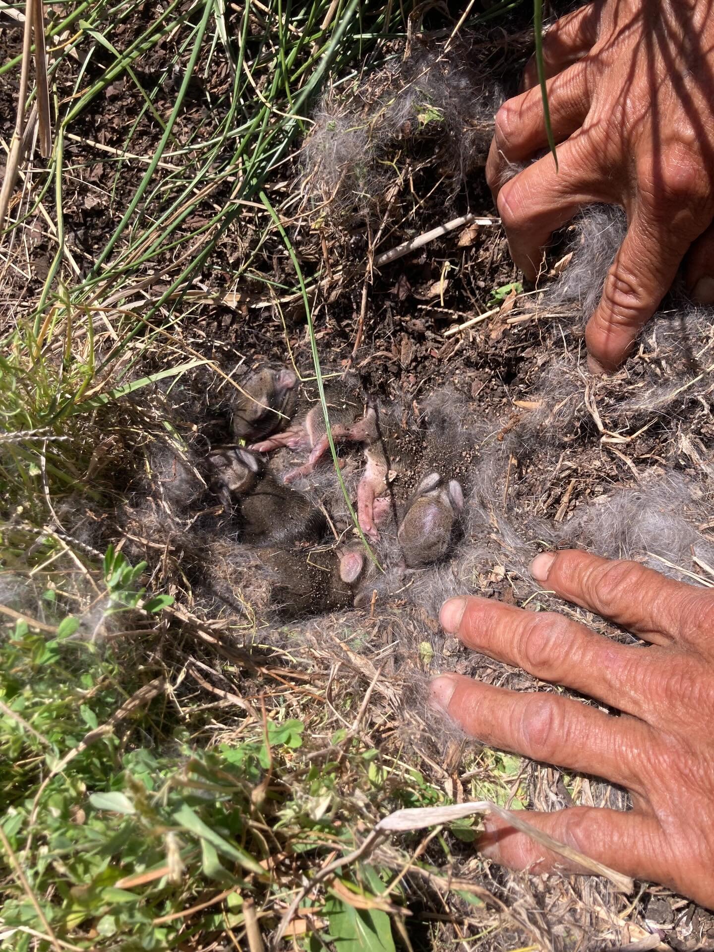 Found a rabbit&rsquo;s burrow while weeding blueberries today. Little baby foo foo&hellip;
