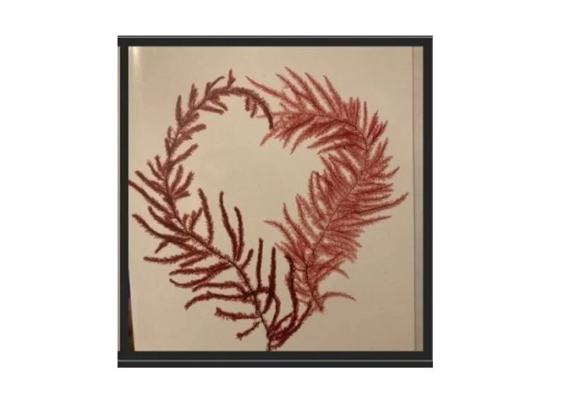 Crane Explorer: Valentine's Coastal Crafts