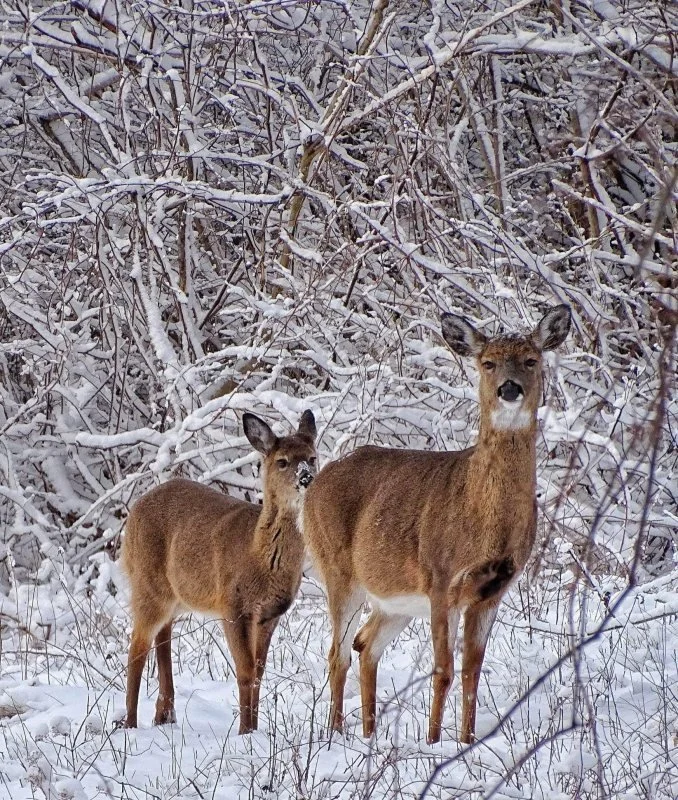 Winter Wildlife Walk At Crane Beach