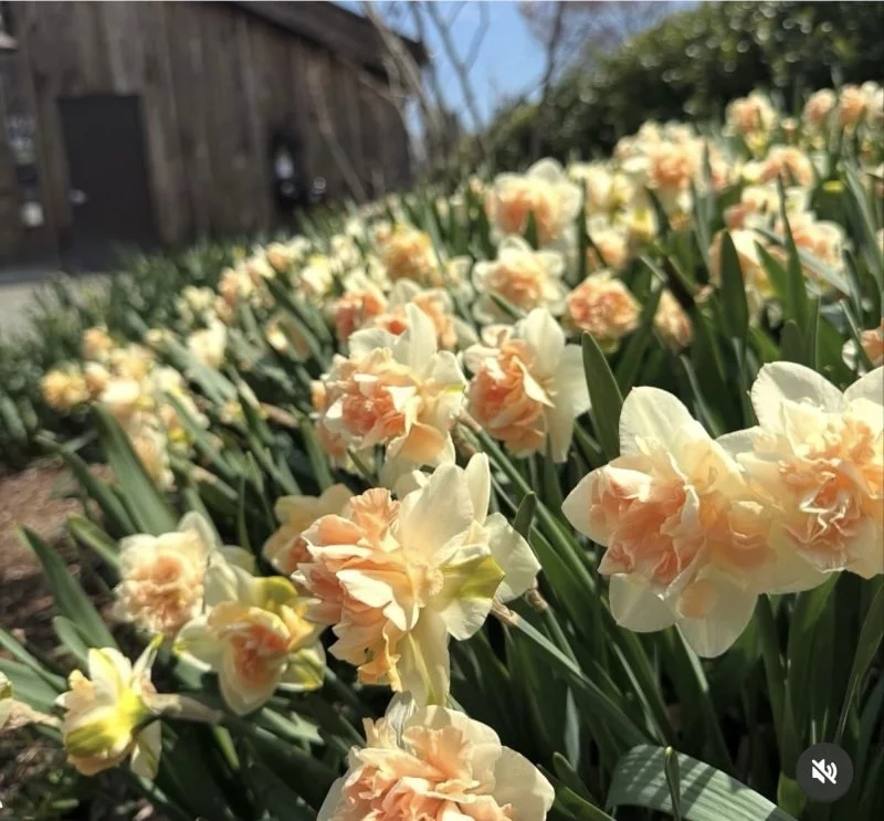 Spring BloomFest 2026