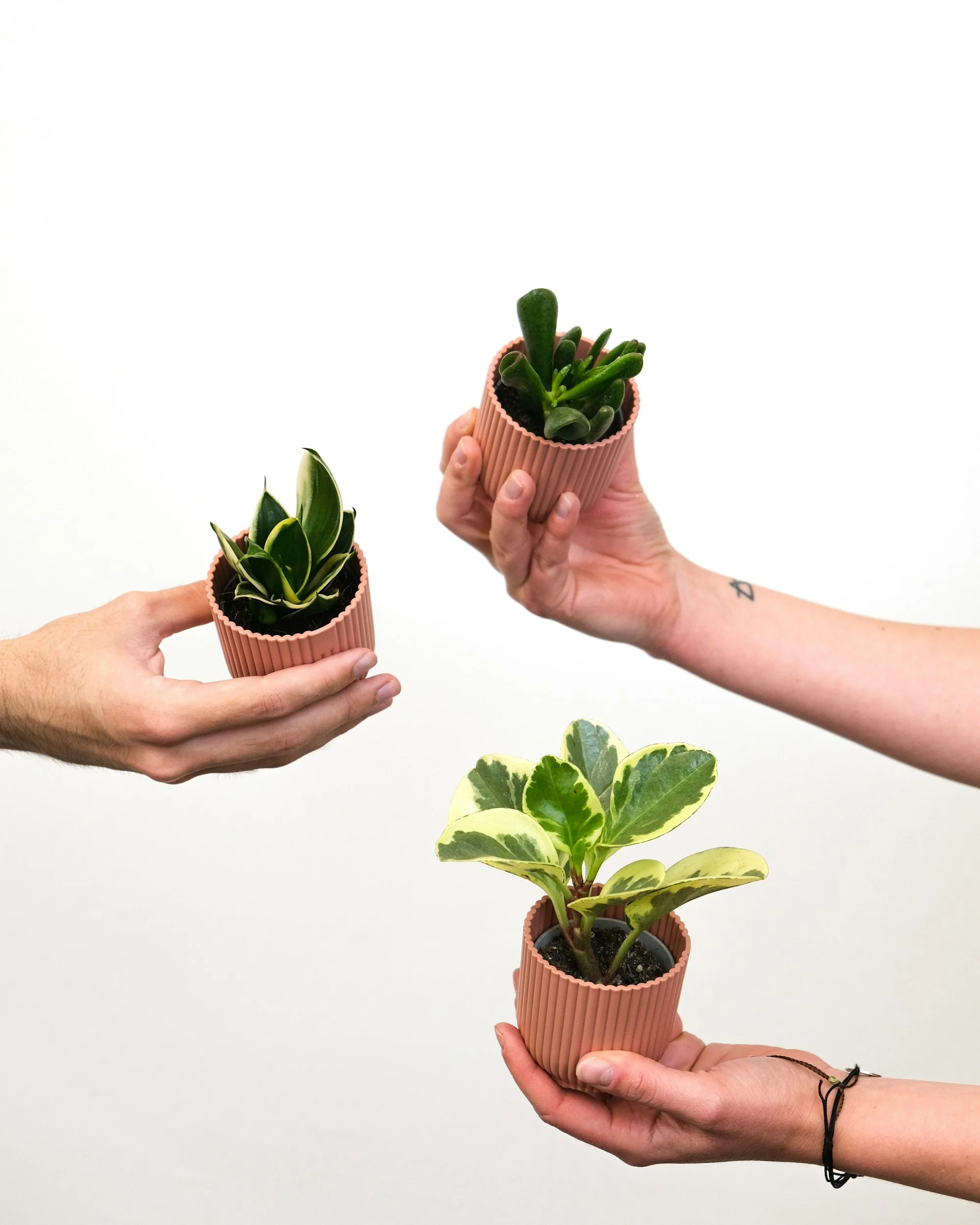 Beverly Plant Swap