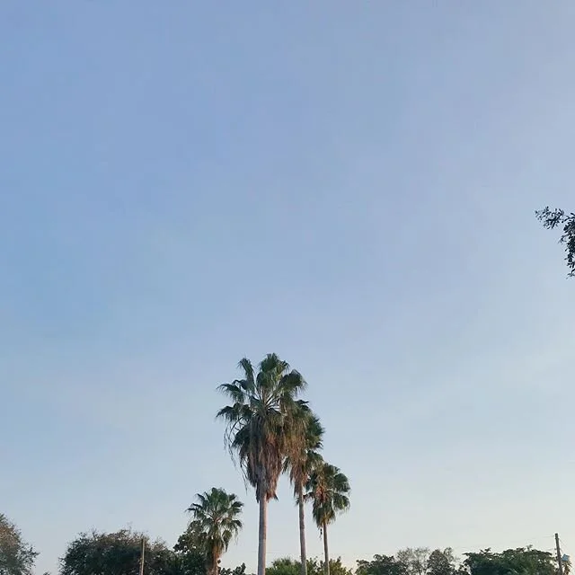 Happy Friday! Can&rsquo;t wait to wake up to palm trees everyday 😁🌴