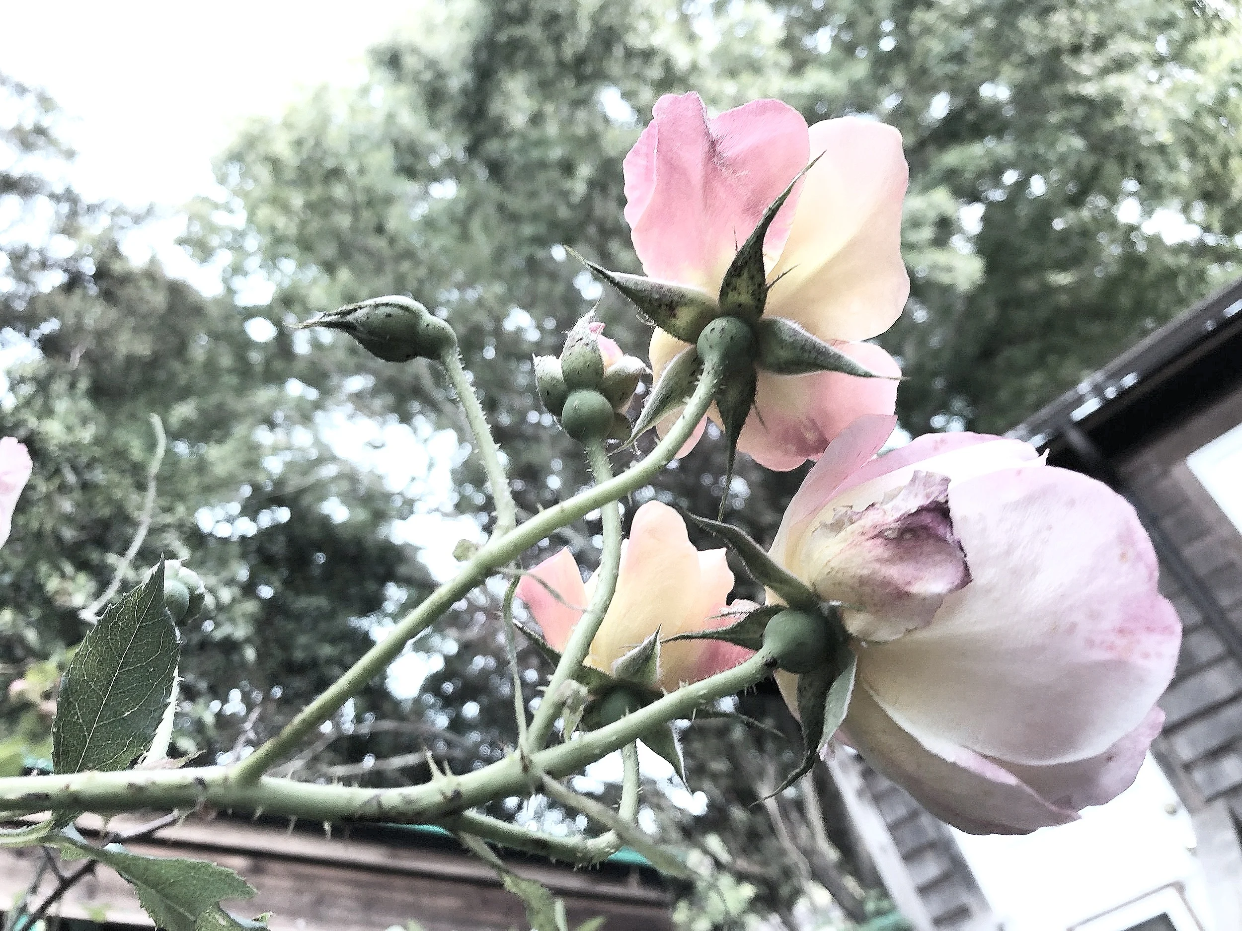 Failure to Bloom: Childless at 49