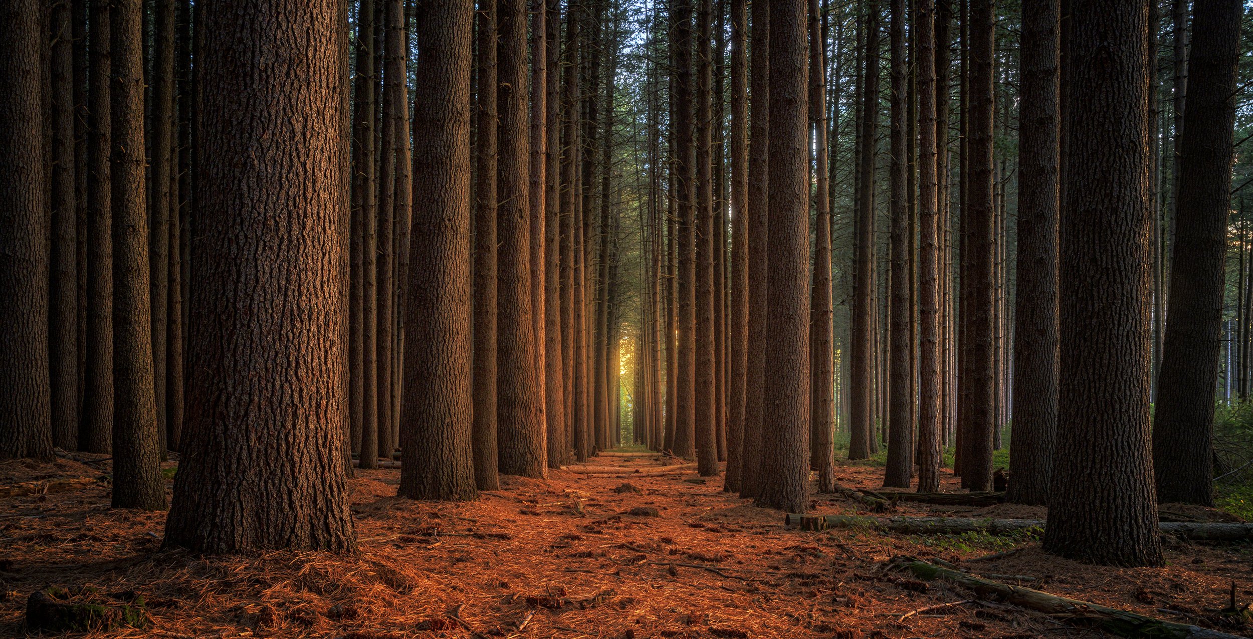 Last Light - Sugarpine Forest, Australia