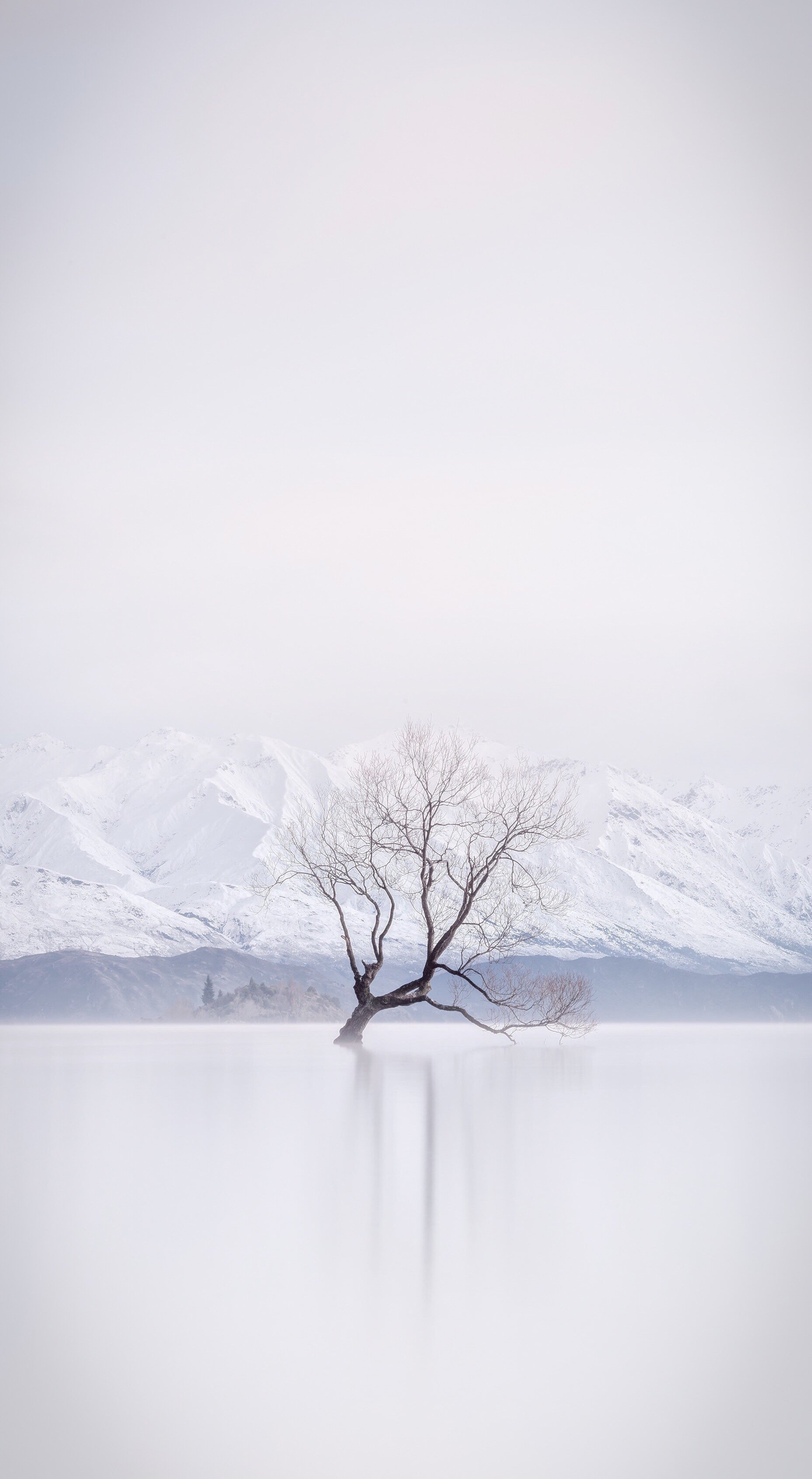 Still Standing - Lake Wānaka, New Zealand