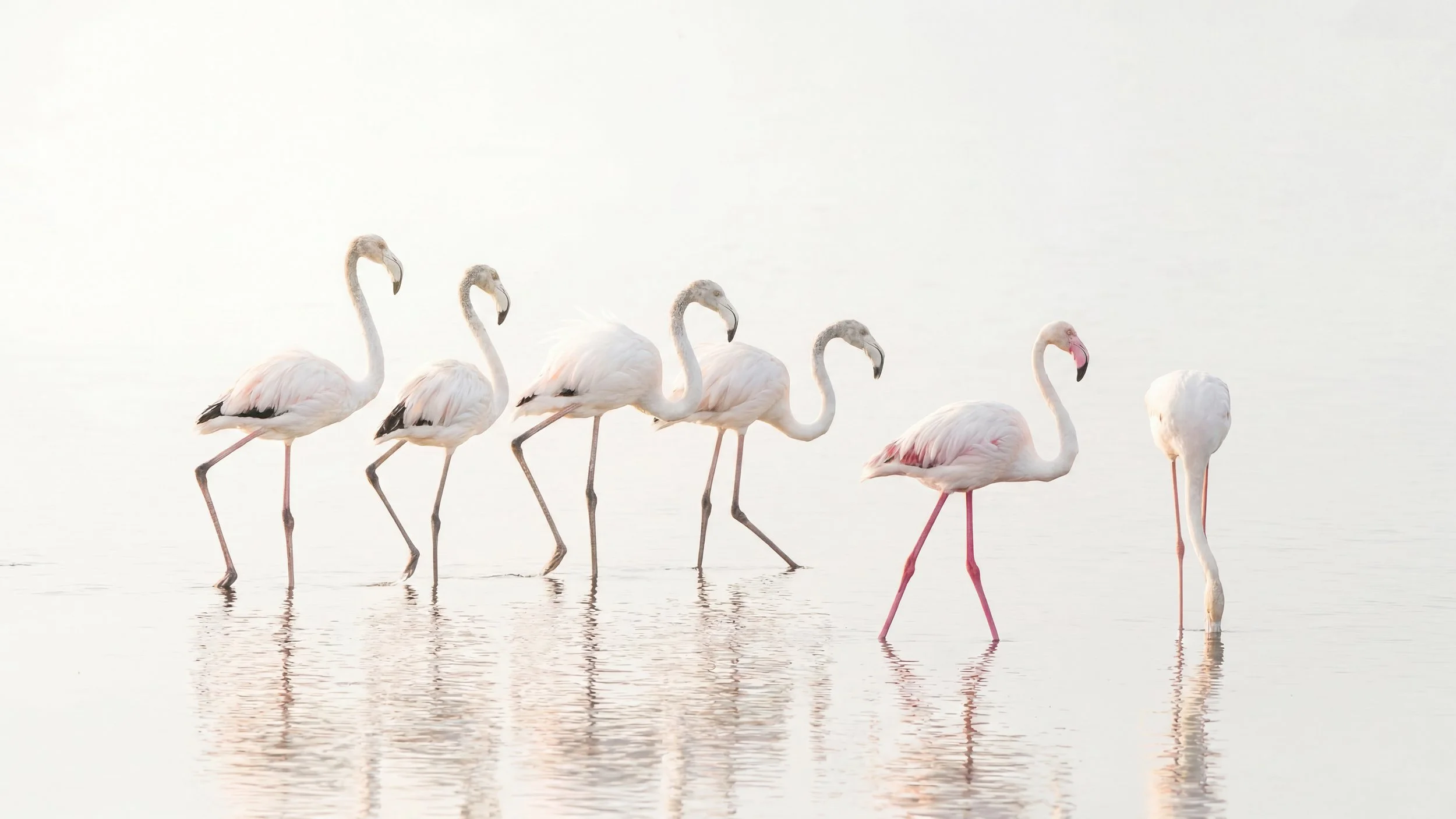 Namibia Flamingos.jpg