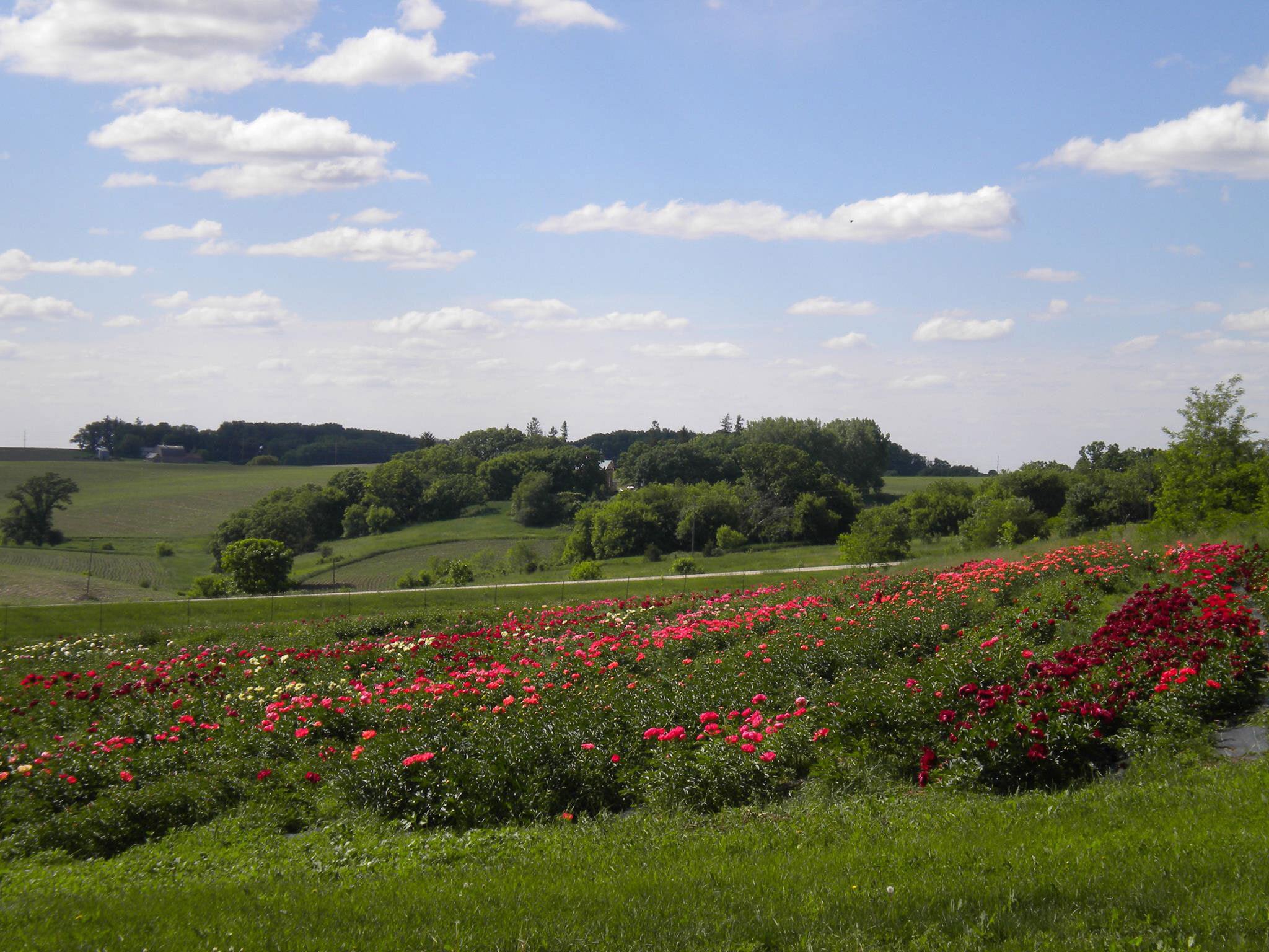 Hidden Springs Flower Farm