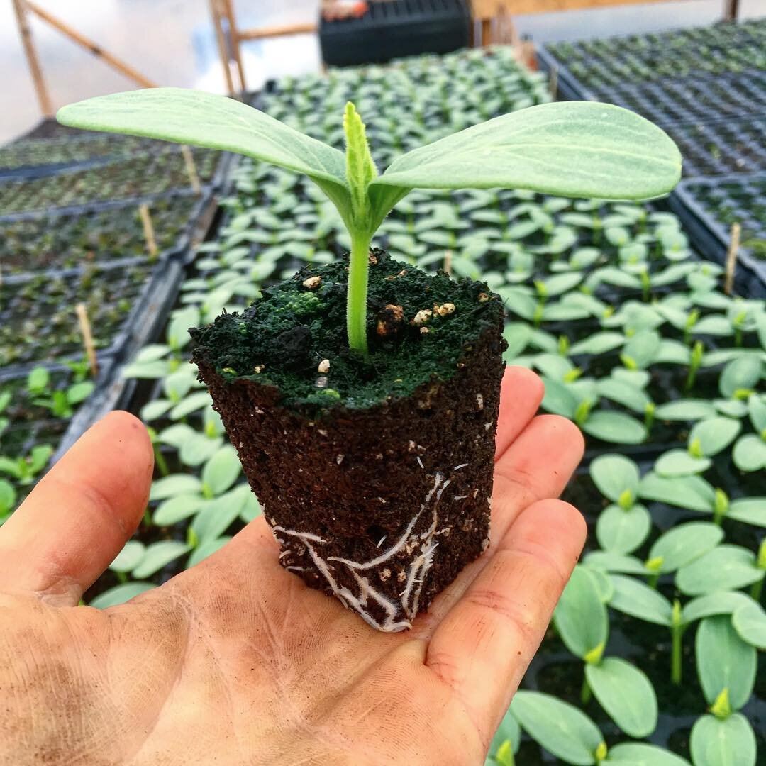 Seedling in person's hand in greenhouse