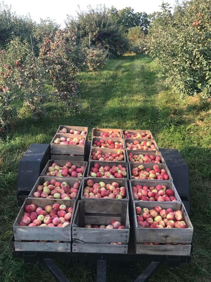 wooden crates of apples in orchard path