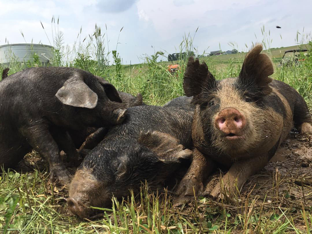 Three pigs in the mud