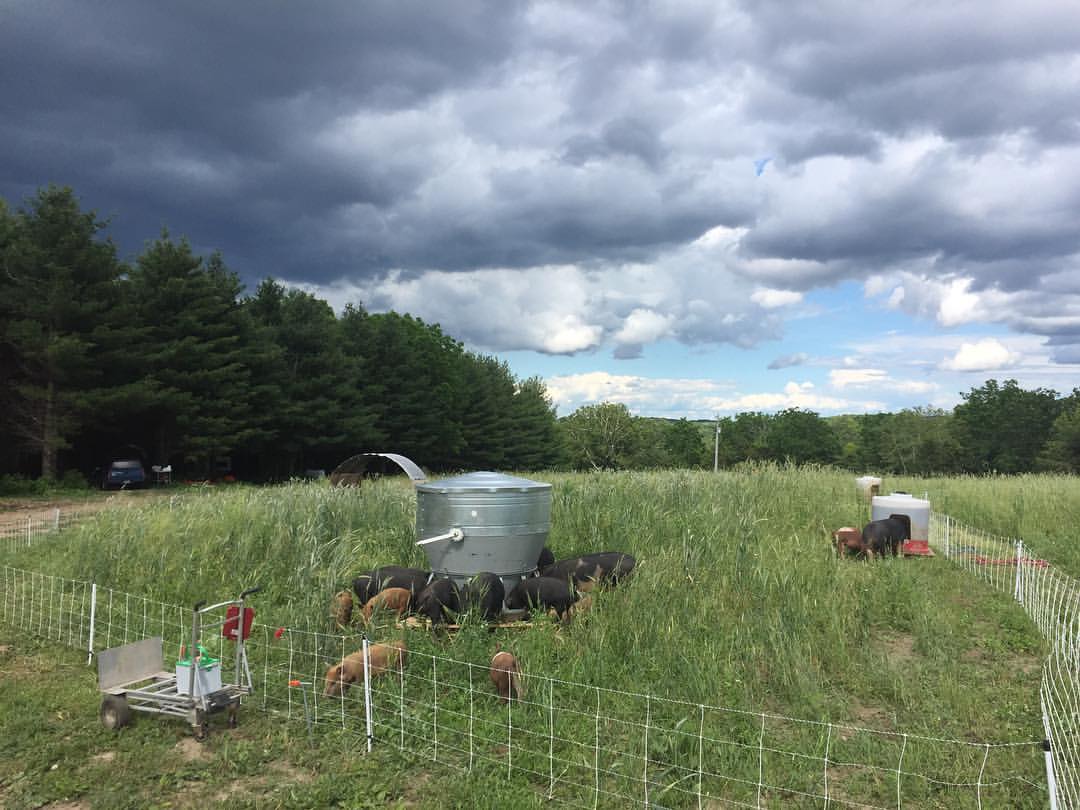 Field of pigs neer feeder with stormy sky