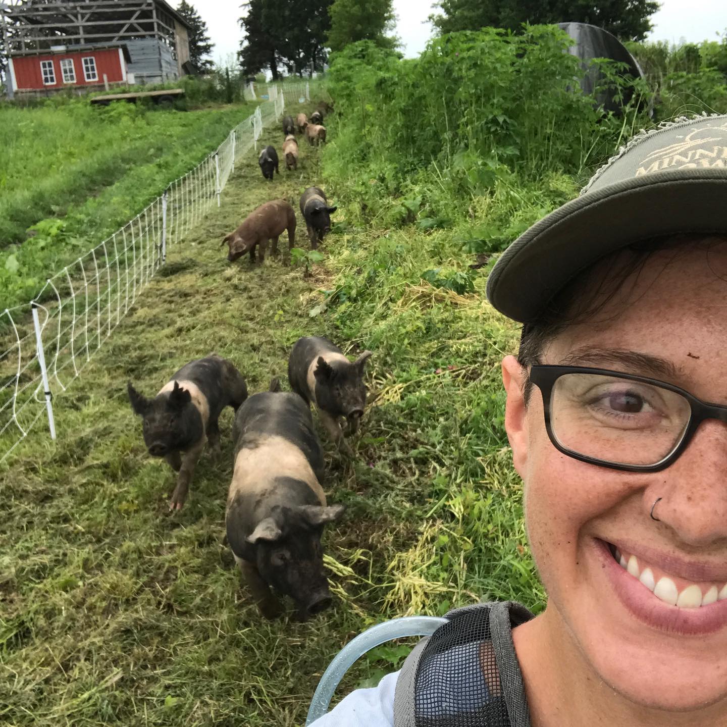 Pigs following behind person in a field