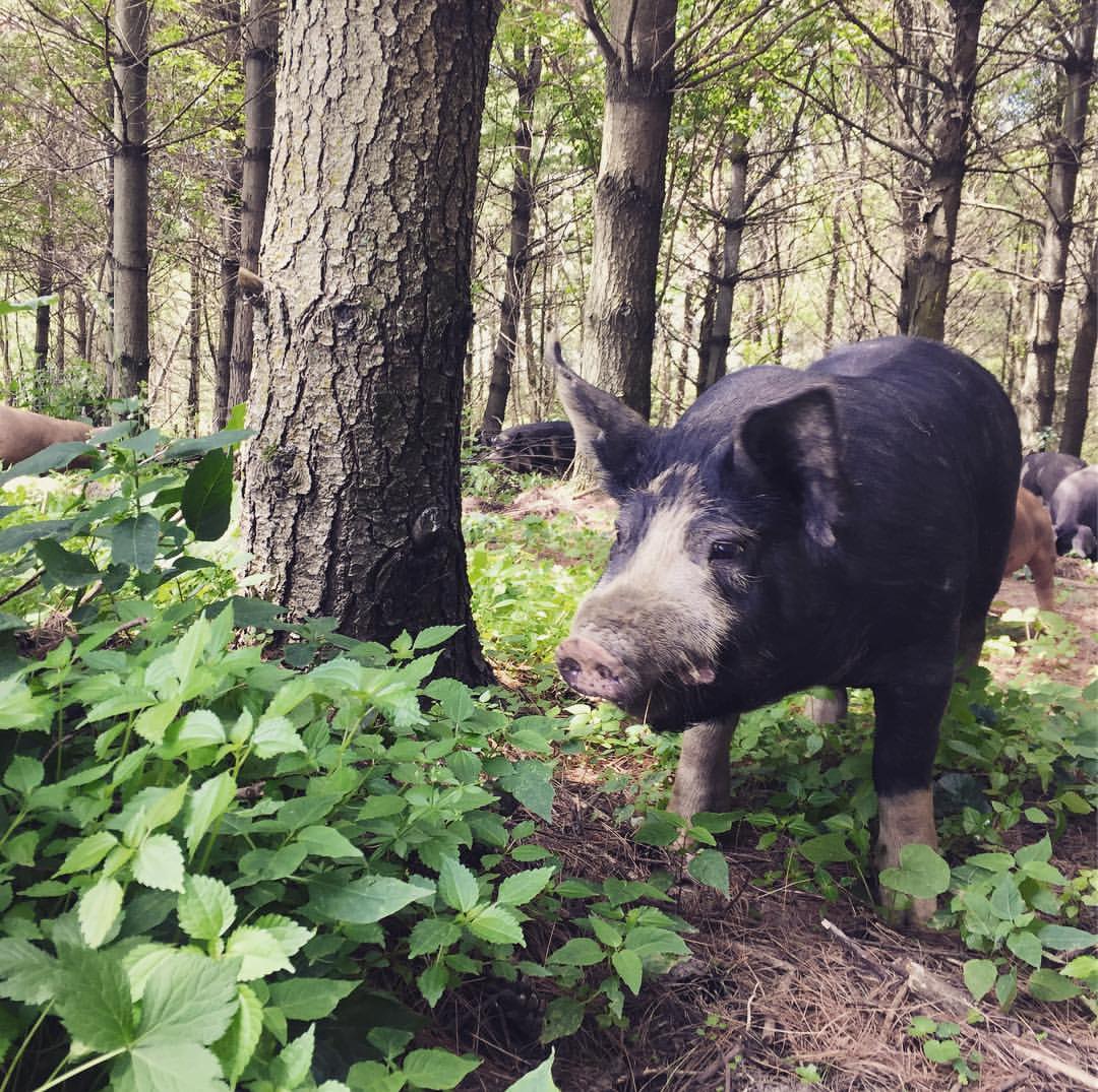 Pigs foraging in the woods
