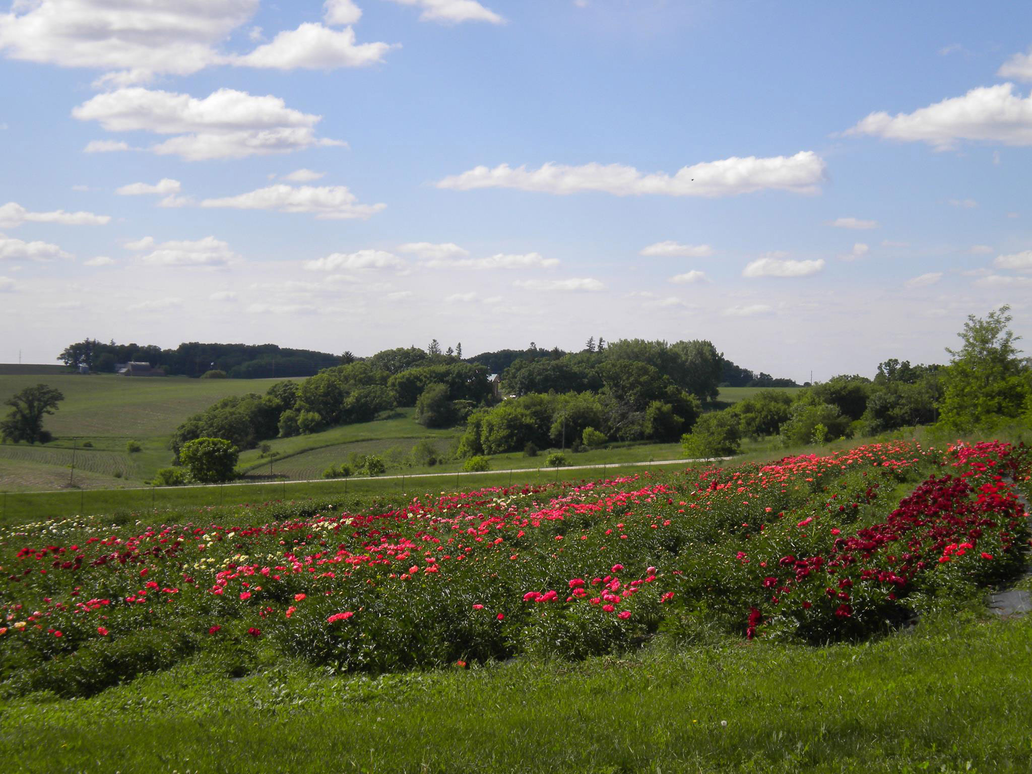 Field of colorful flowers beneath blue sky