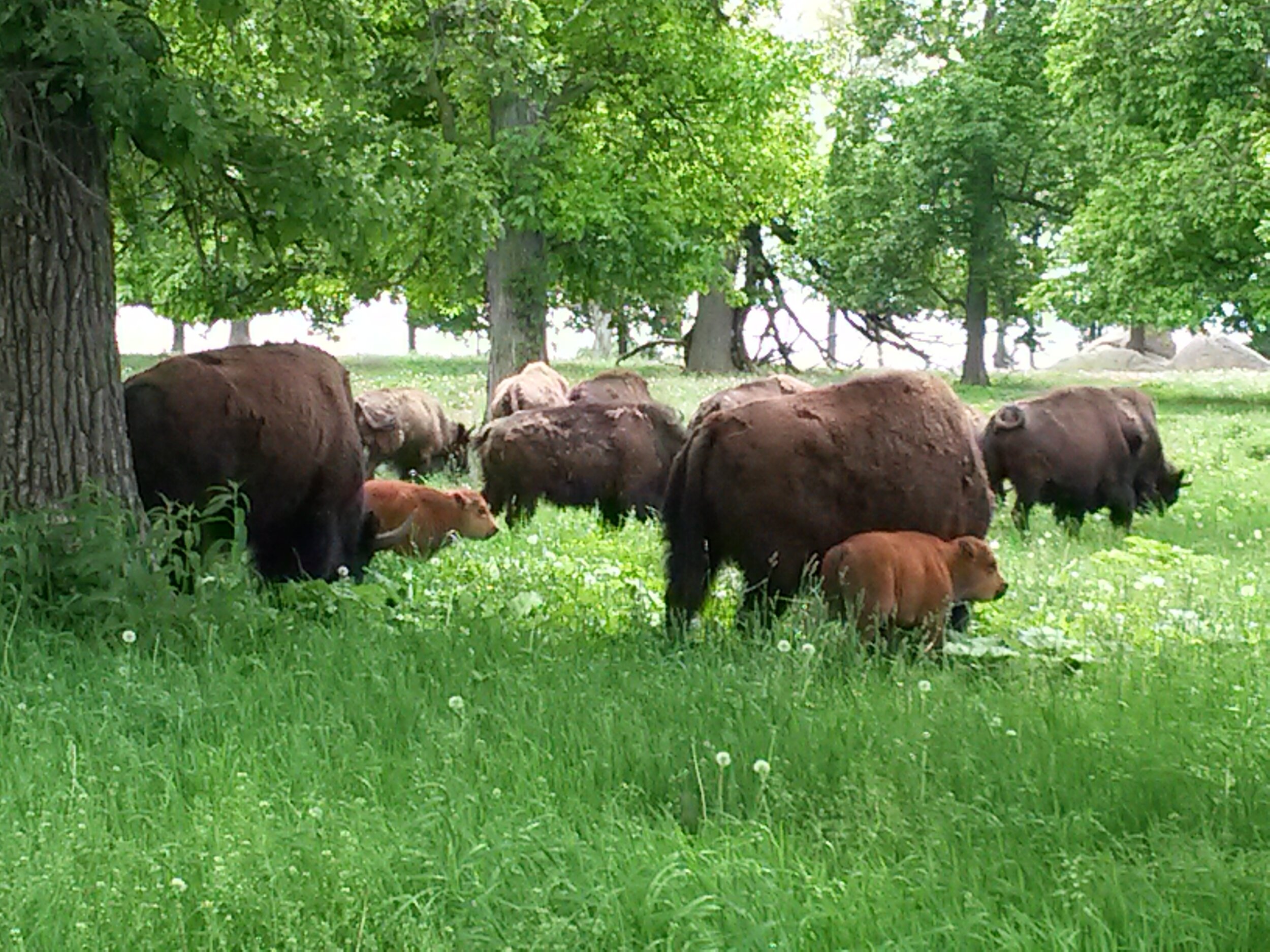 Field of bison near trees