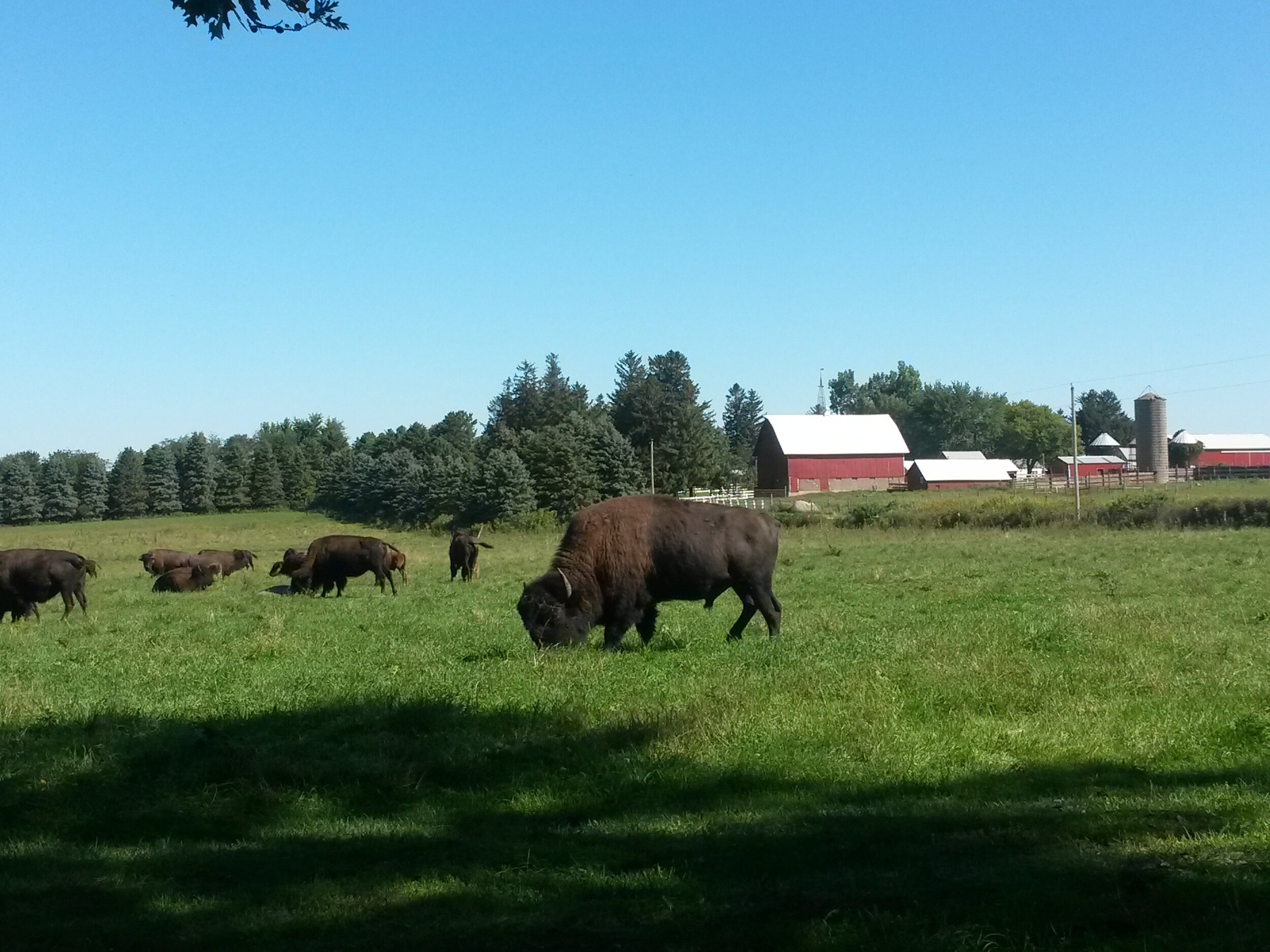 Open field of bison in front of barns