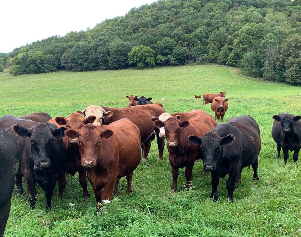 group of cattle