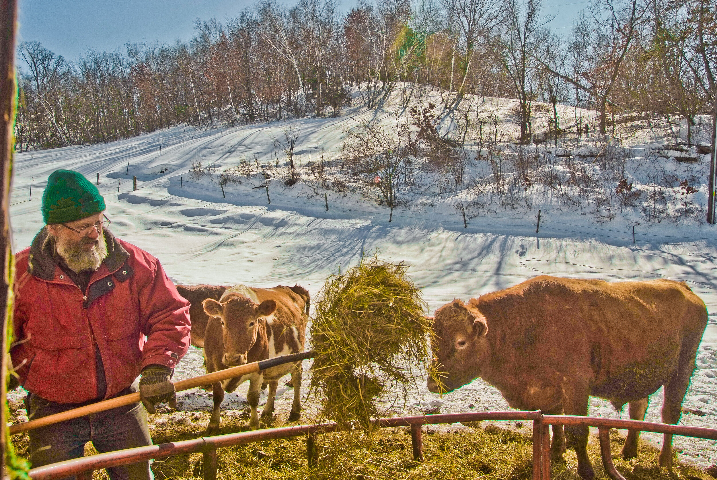 Person in red jacket shoveling hay in front of cattle in snowy field